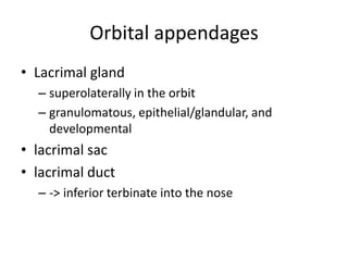Orbital appendages
• Lacrimal gland
– superolaterally in the orbit
– granulomatous, epithelial/glandular, and
developmental
• lacrimal sac
• lacrimal duct
– -> inferior terbinate into the nose
 