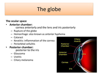 The ocular space
• Anterior chamber:
cornea anteriorly and the lens and iris posteriorly
– Rupture of the globe
– Hemorrhage: also known as anterior hyphema
– Cataract
– Keratitis: inflammation of the cornea
– Periorbital cellulitis
• Posterior chamber:
posterior to the iris
– Glaucoma
– Uveitis
– Ciliary melanoma
The globe
 