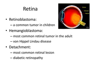 Retina
• Retinoblastoma:
– a common tumor in children
• Hemangioblastoma:
– most common retinal tumor in the adult
– von Hippel Lindau disease
• Detachment:
– most common retinal lesion
– diabetic retinopathy
 