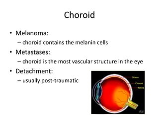 Choroid
• Melanoma:
– choroid contains the melanin cells
• Metastases:
– choroid is the most vascular structure in the eye
• Detachment:
– usually post-traumatic
 