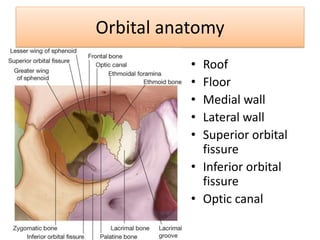 Orbital anatomy
• Roof
• Floor
• Medial wall
• Lateral wall
• Superior orbital
fissure
• Inferior orbital
fissure
• Optic canal
 