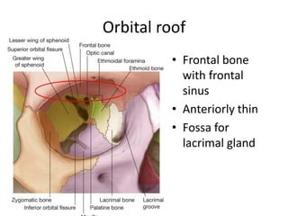Orbital roof
• Frontal bone
with frontal
sinus
• Anteriorly thin
• Fossa for
lacrimal gland
 