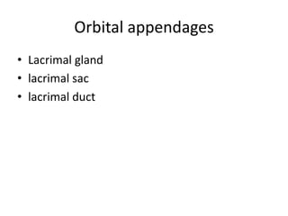Orbital appendages
• Lacrimal gland
• lacrimal sac
• lacrimal duct
 