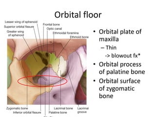 Orbital floor
• Orbital plate of
maxilla
– Thin
-> blowout fx*
• Orbital process
of palatine bone
• Orbital surface
of zygomatic
bone
 