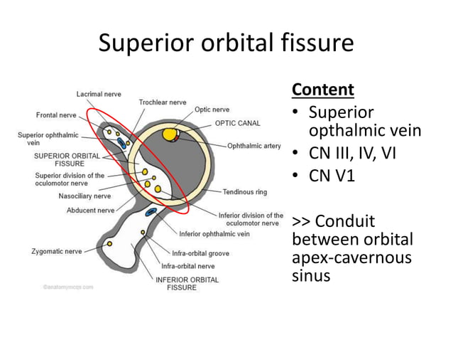 The Imaging Of The Orbit