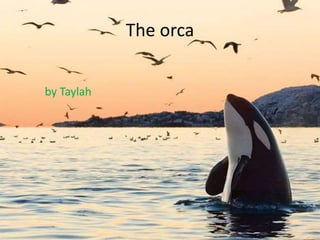 The orca
by Taylah
 