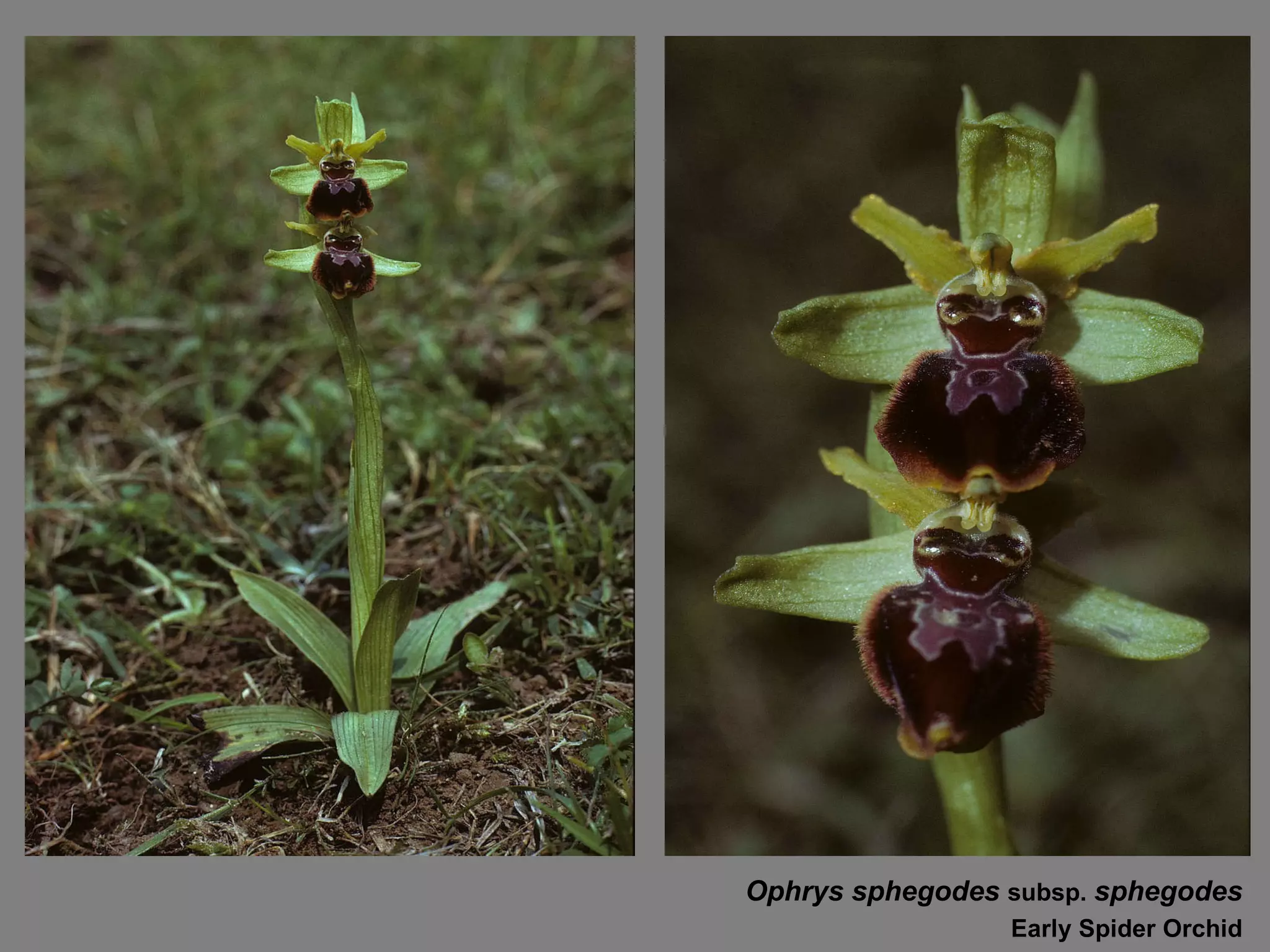 Ophrys sphegodes  subsp.  sphegodes Early Spider Orchid 