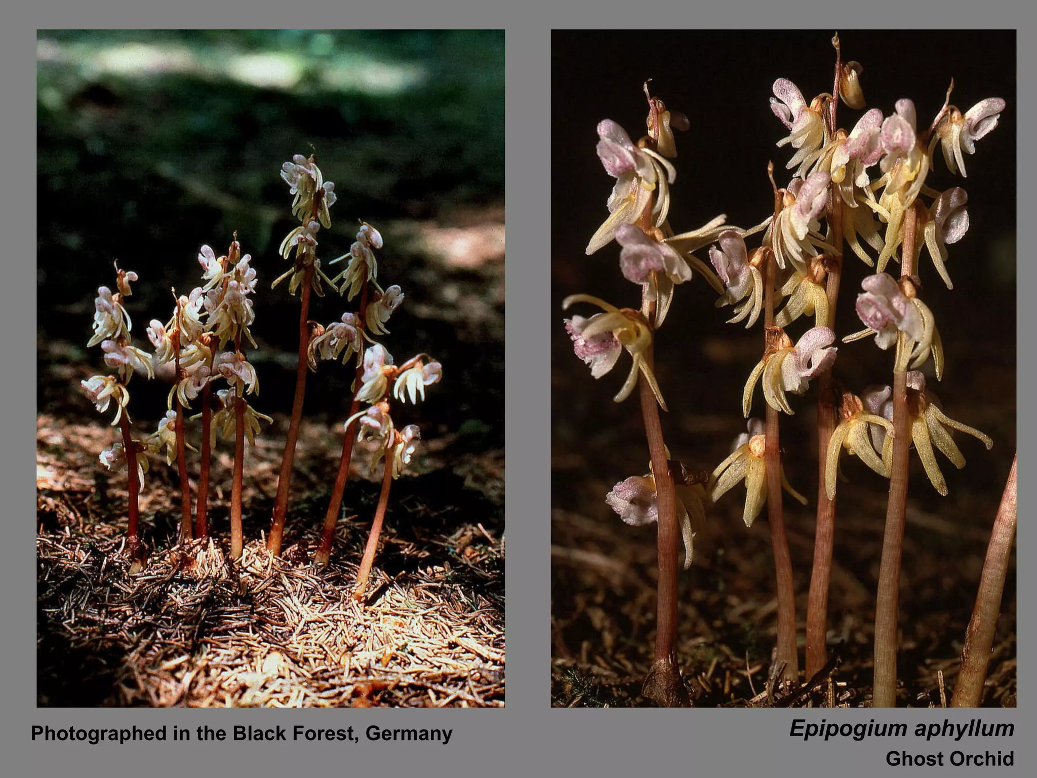 Epipogium aphyllum Ghost Orchid Photographed in the Black Forest, Germany 