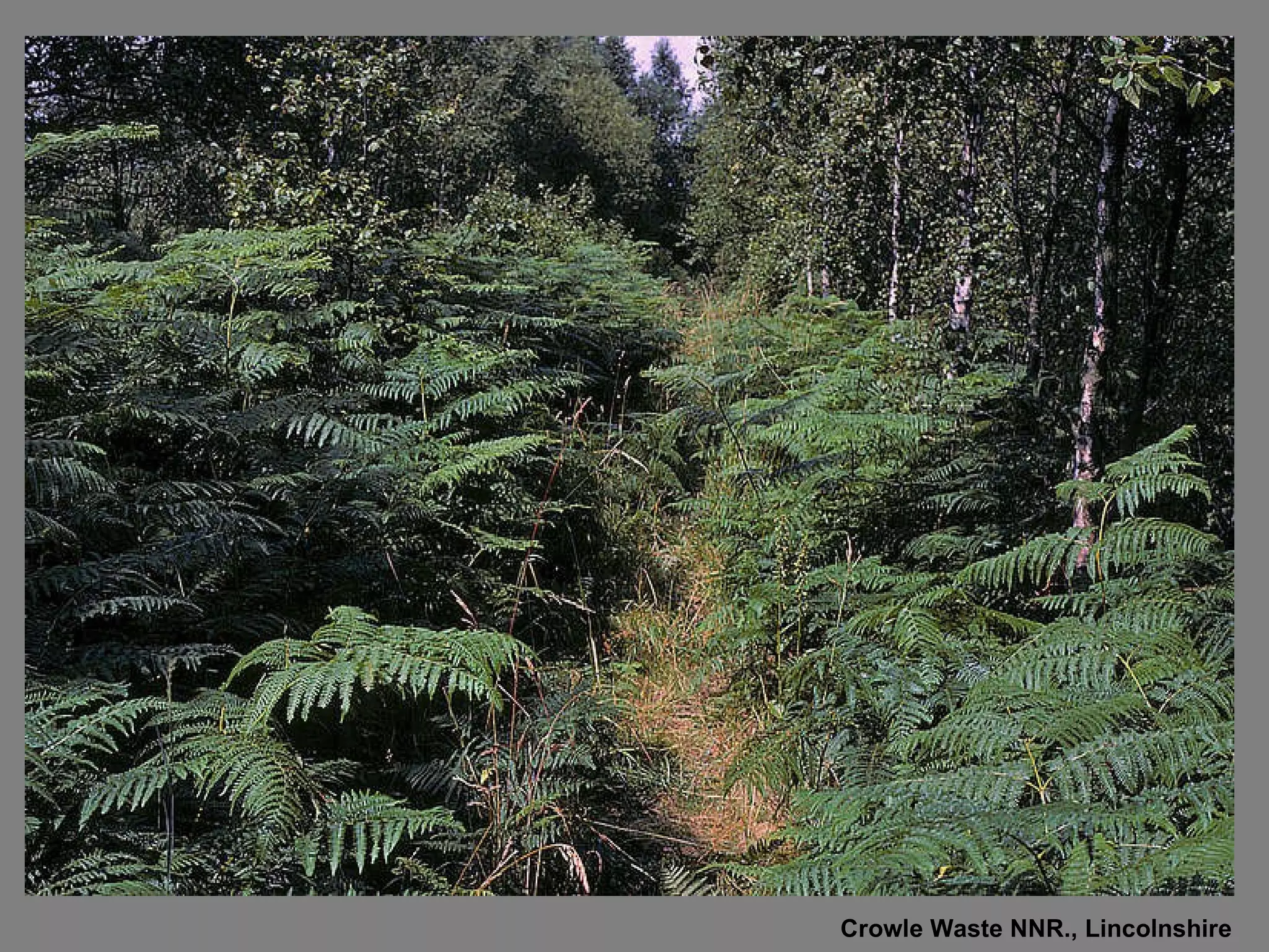 Crowle Waste NNR., Lincolnshire 