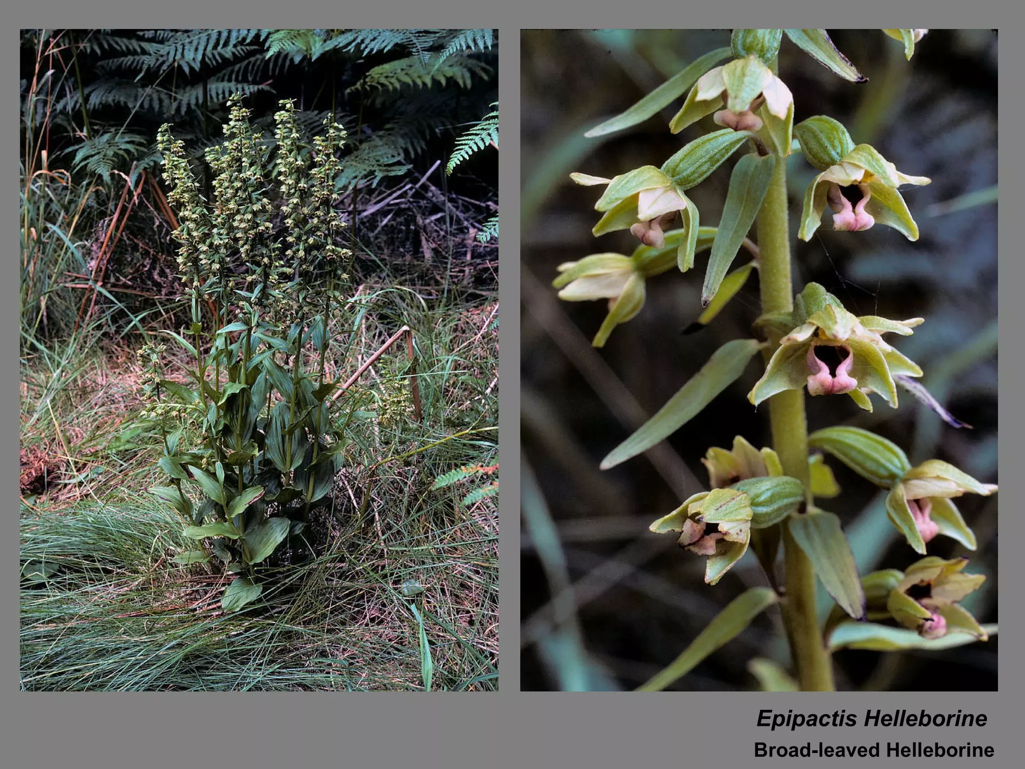 Epipactis Helleborine Broad-leaved Helleborine 