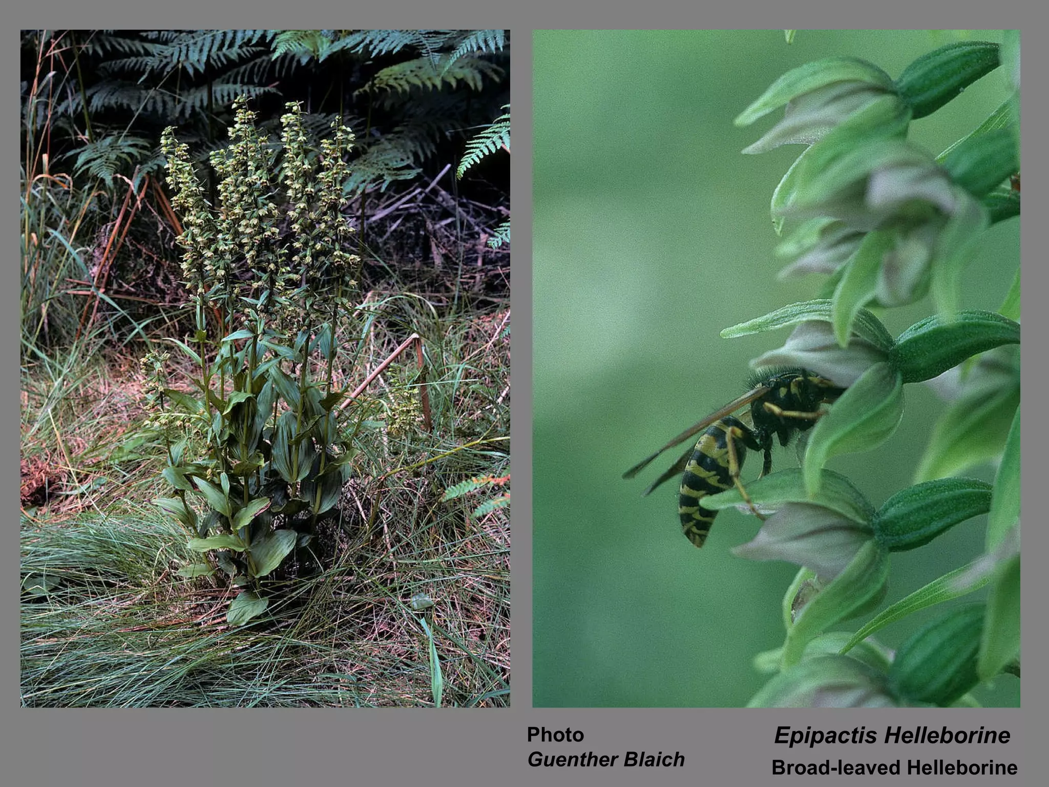 Epipactis Helleborine Broad-leaved Helleborine Photo  Guenther Blaich 