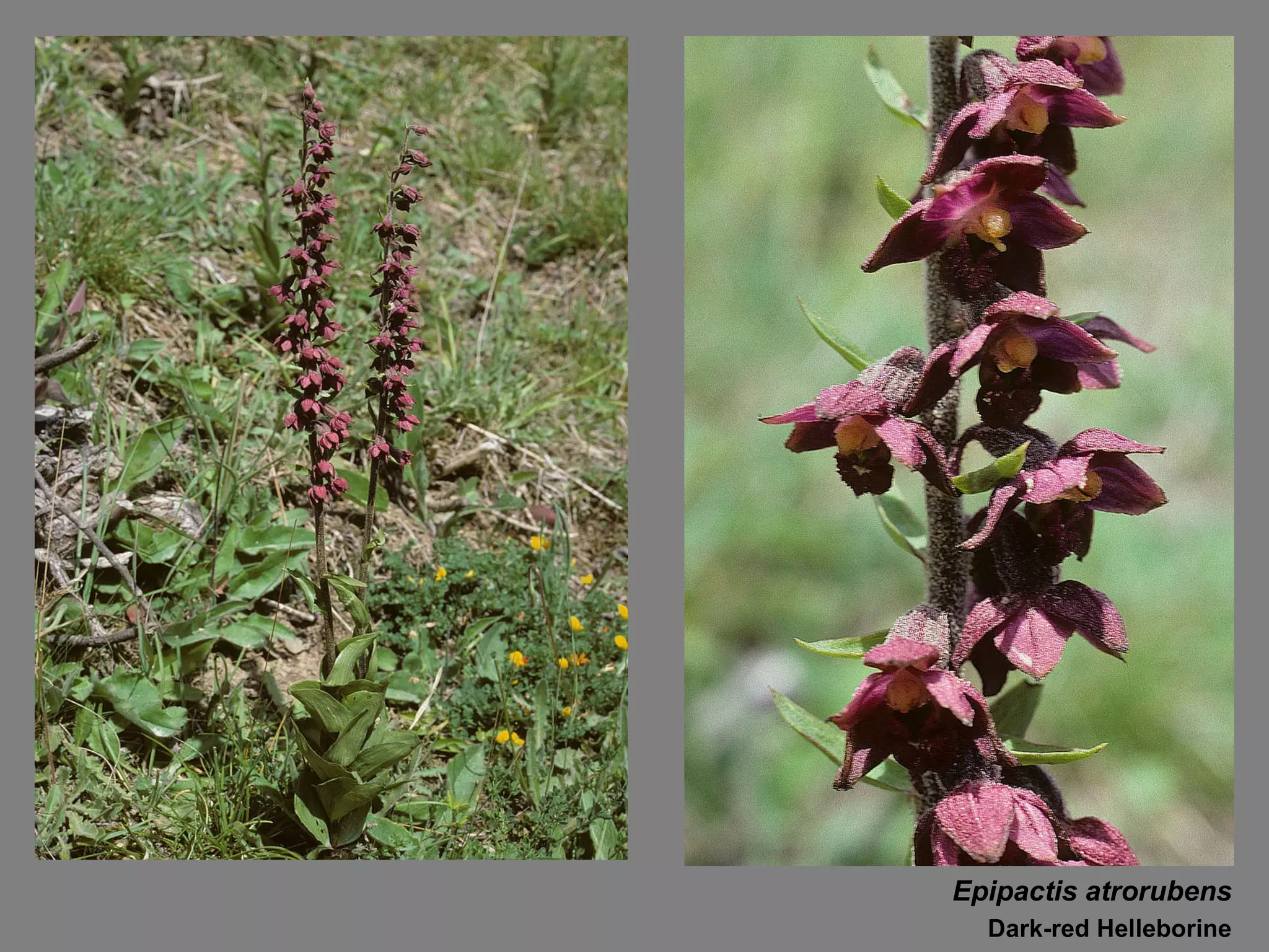 Epipactis atrorubens Dark-red Helleborine 