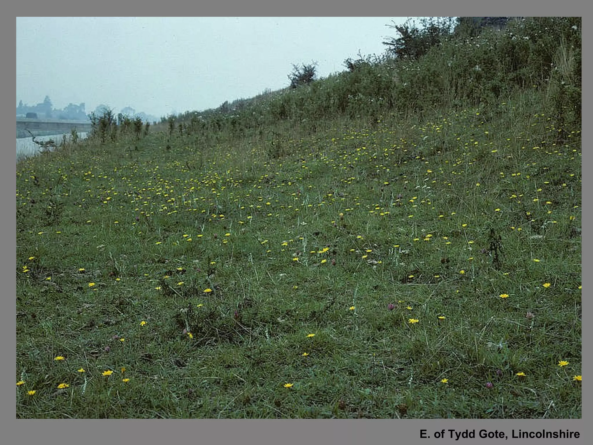 E. of Tydd Gote, Lincolnshire 