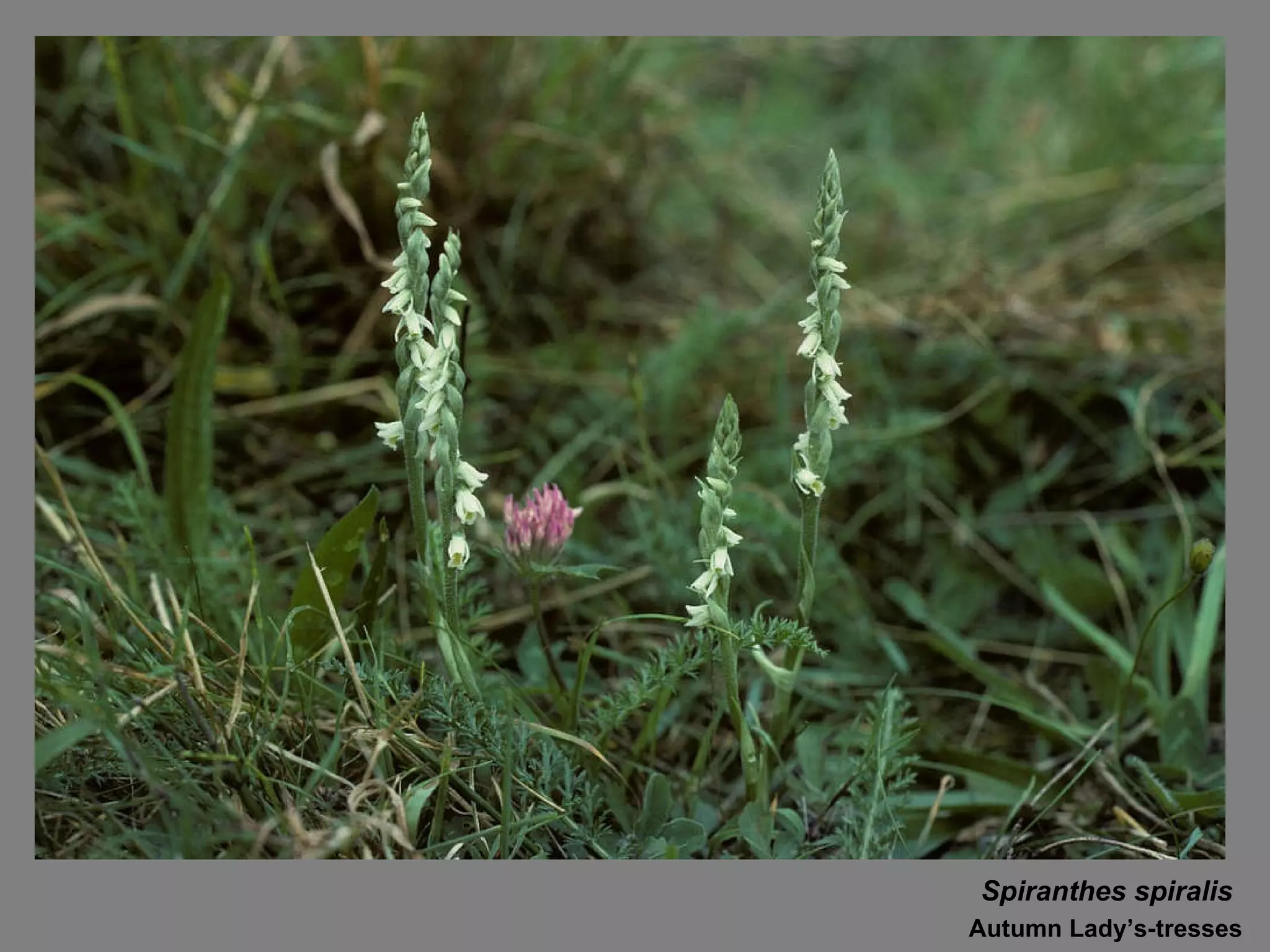 Spiranthes spiralis Autumn Lady’s-tresses 