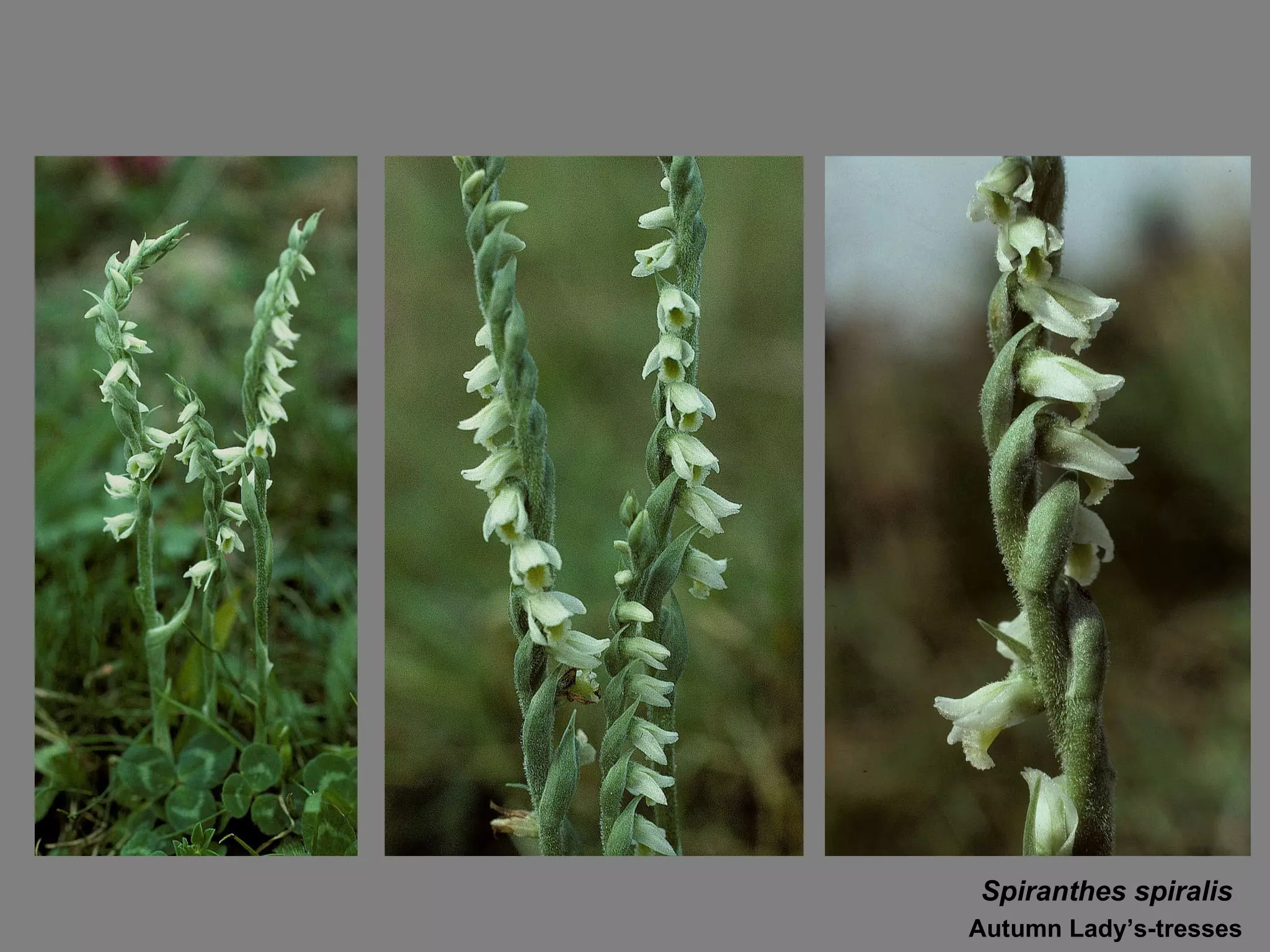 Spiranthes spiralis Autumn Lady’s-tresses 