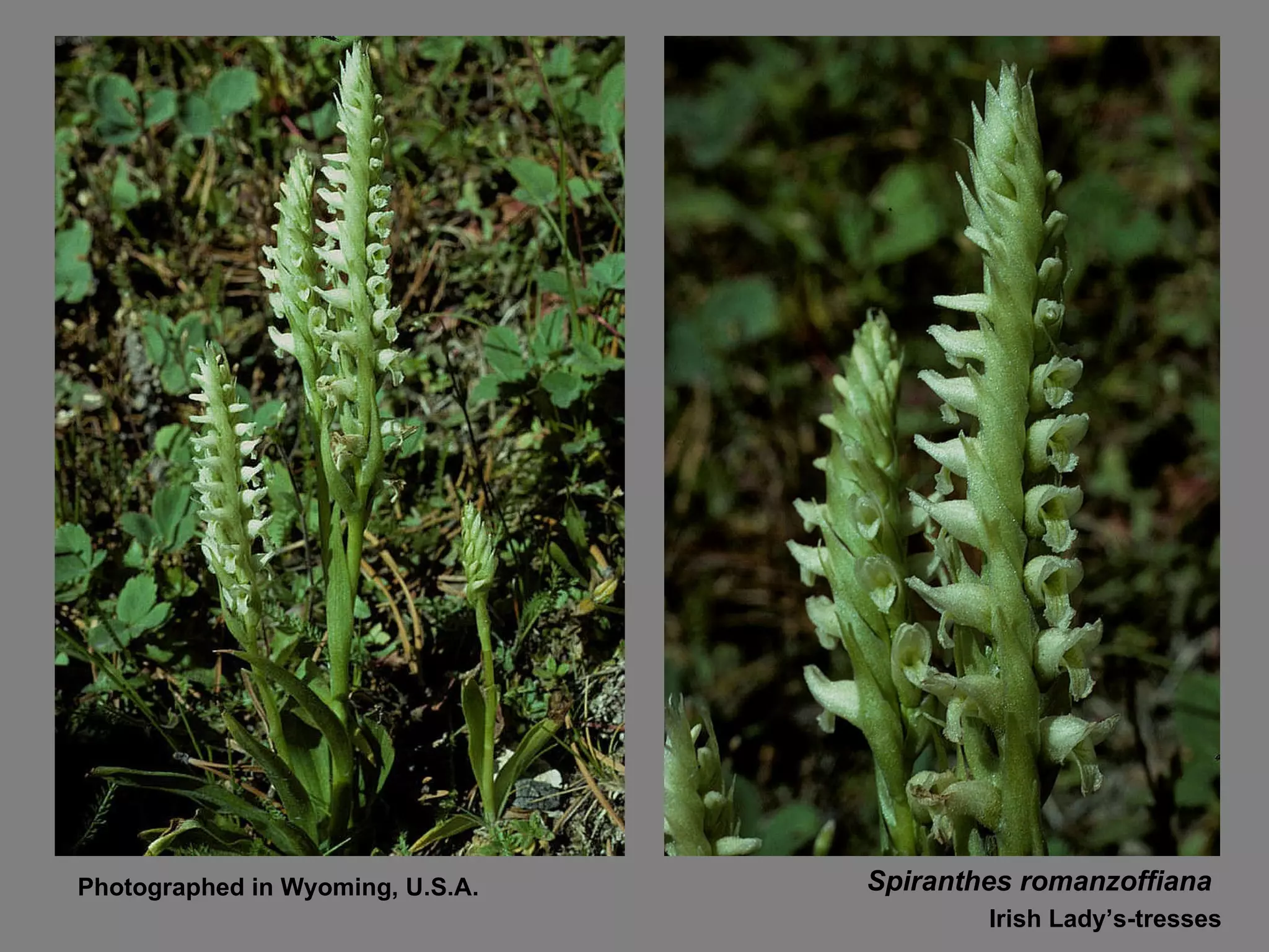 Spiranthes romanzoffiana Irish Lady’s-tresses Photographed in Wyoming, U.S.A. 