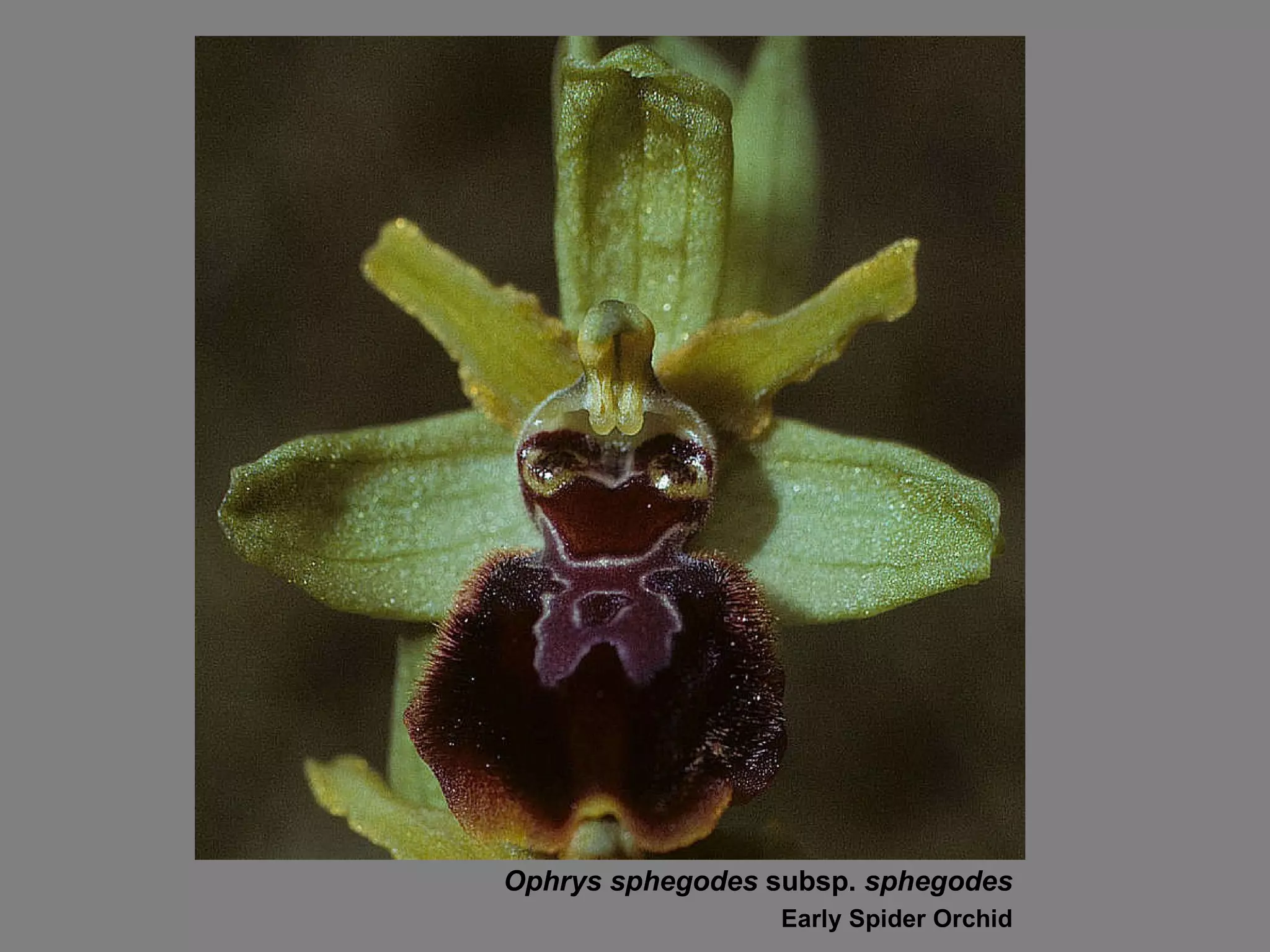 Ophrys sphegodes  subsp.  sphegodes Early Spider Orchid 