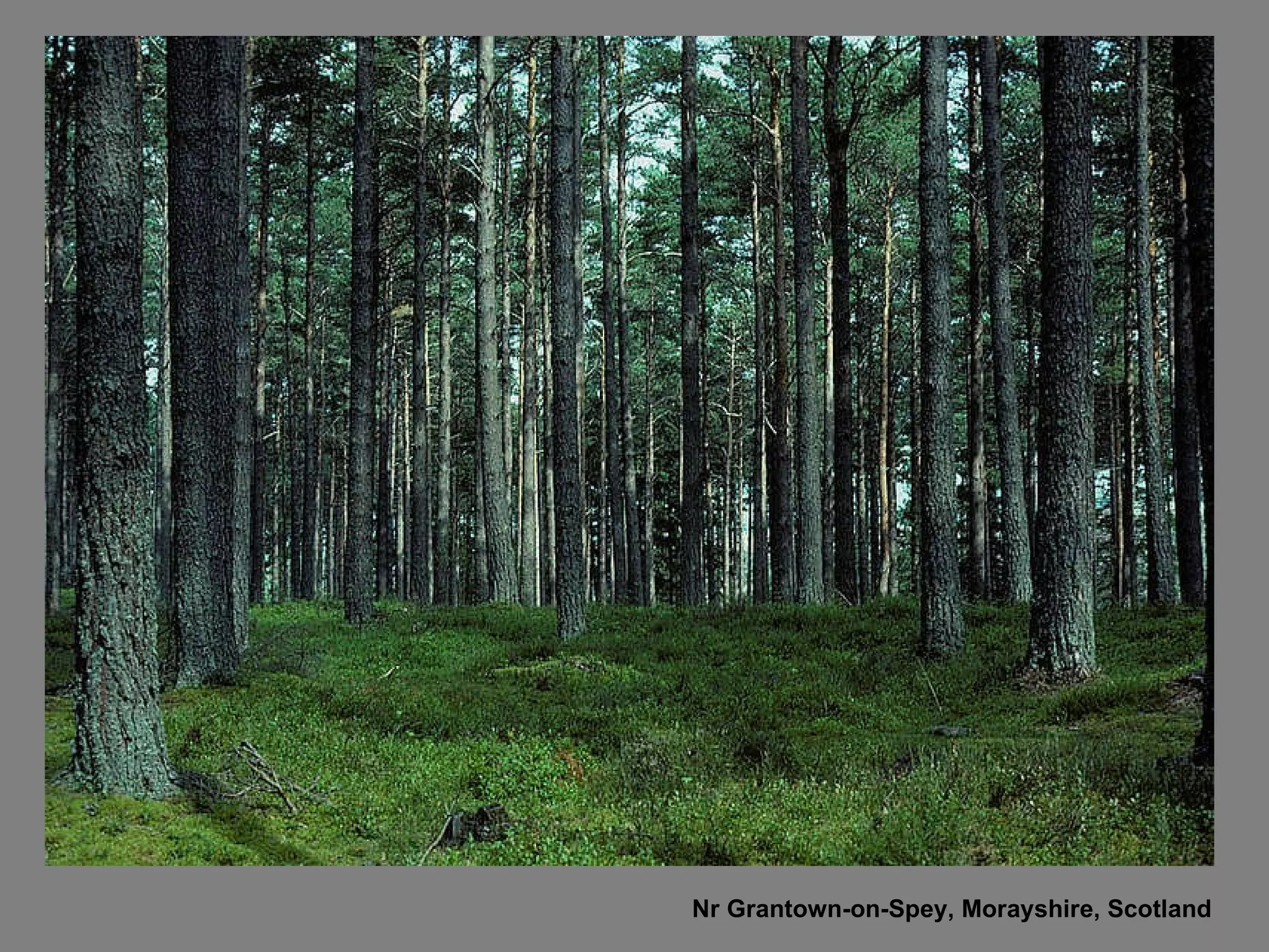 Nr Grantown-on-Spey, Morayshire, Scotland 