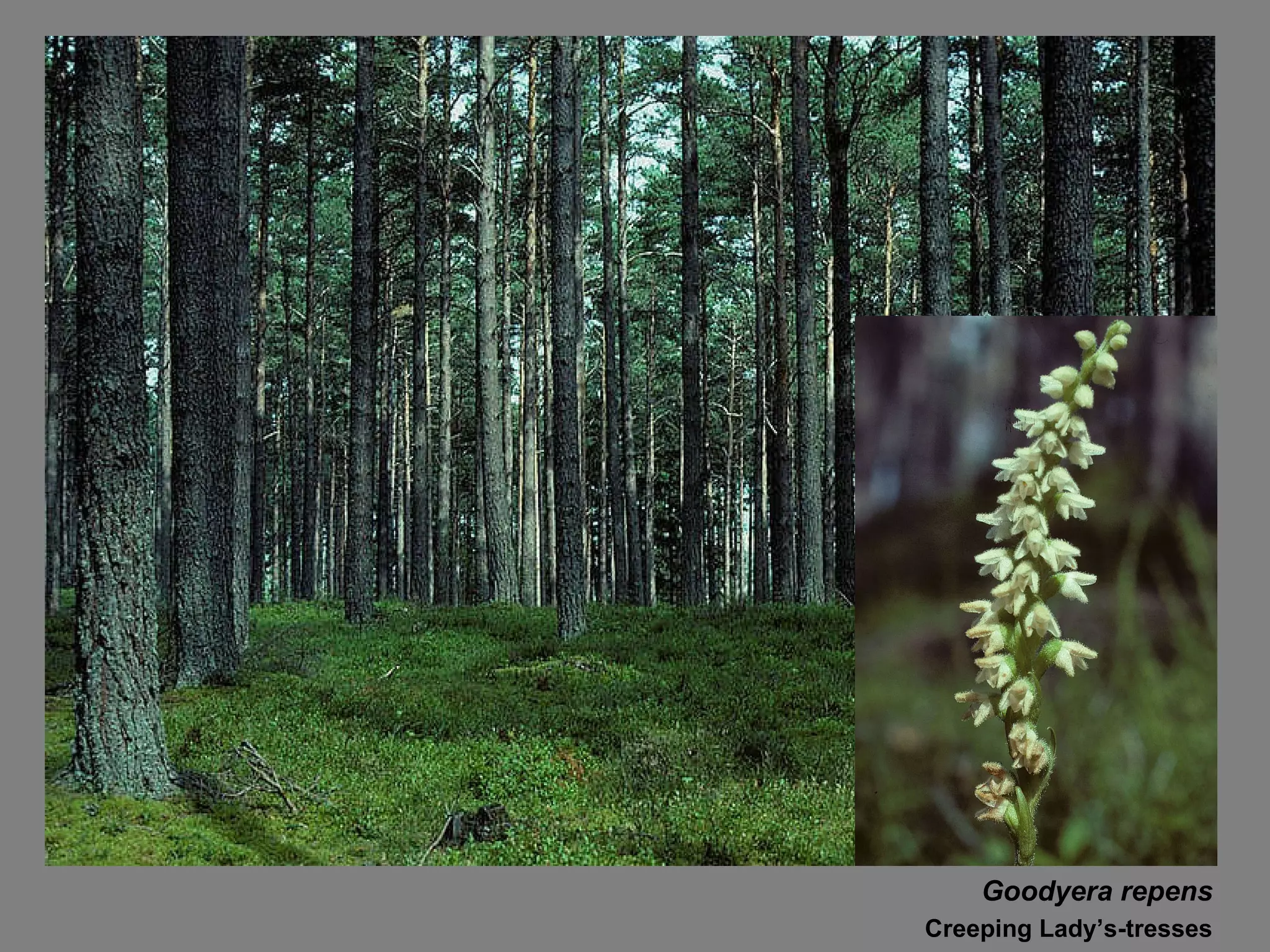 Goodyera repens Creeping Lady’s-tresses 