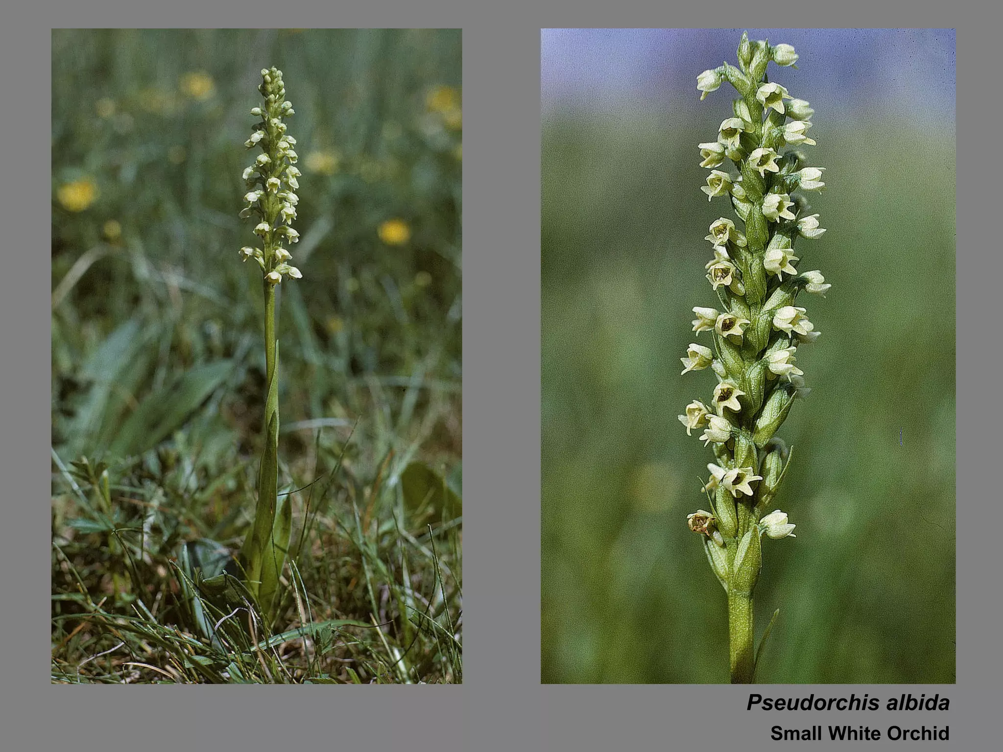 Pseudorchis albida Small White Orchid 