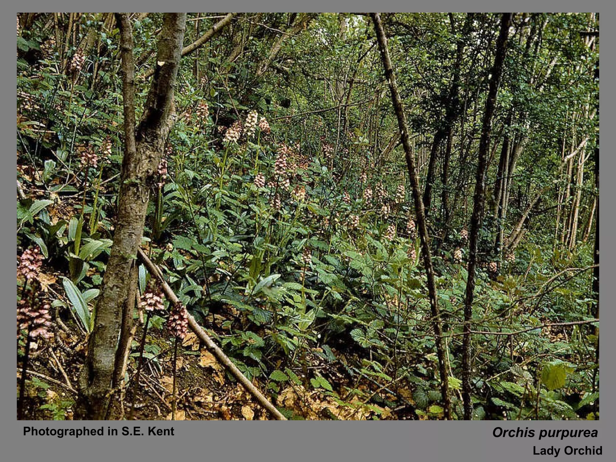 Orchis purpurea Lady Orchid Photographed in S.E. Kent 