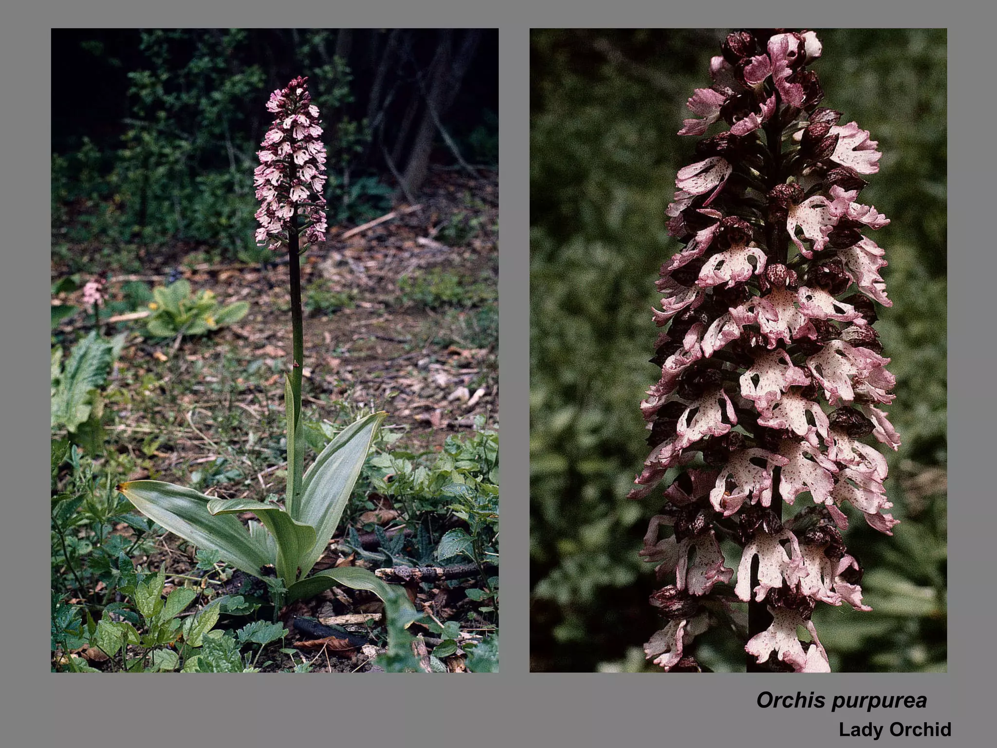 Orchis purpurea  Lady Orchid 