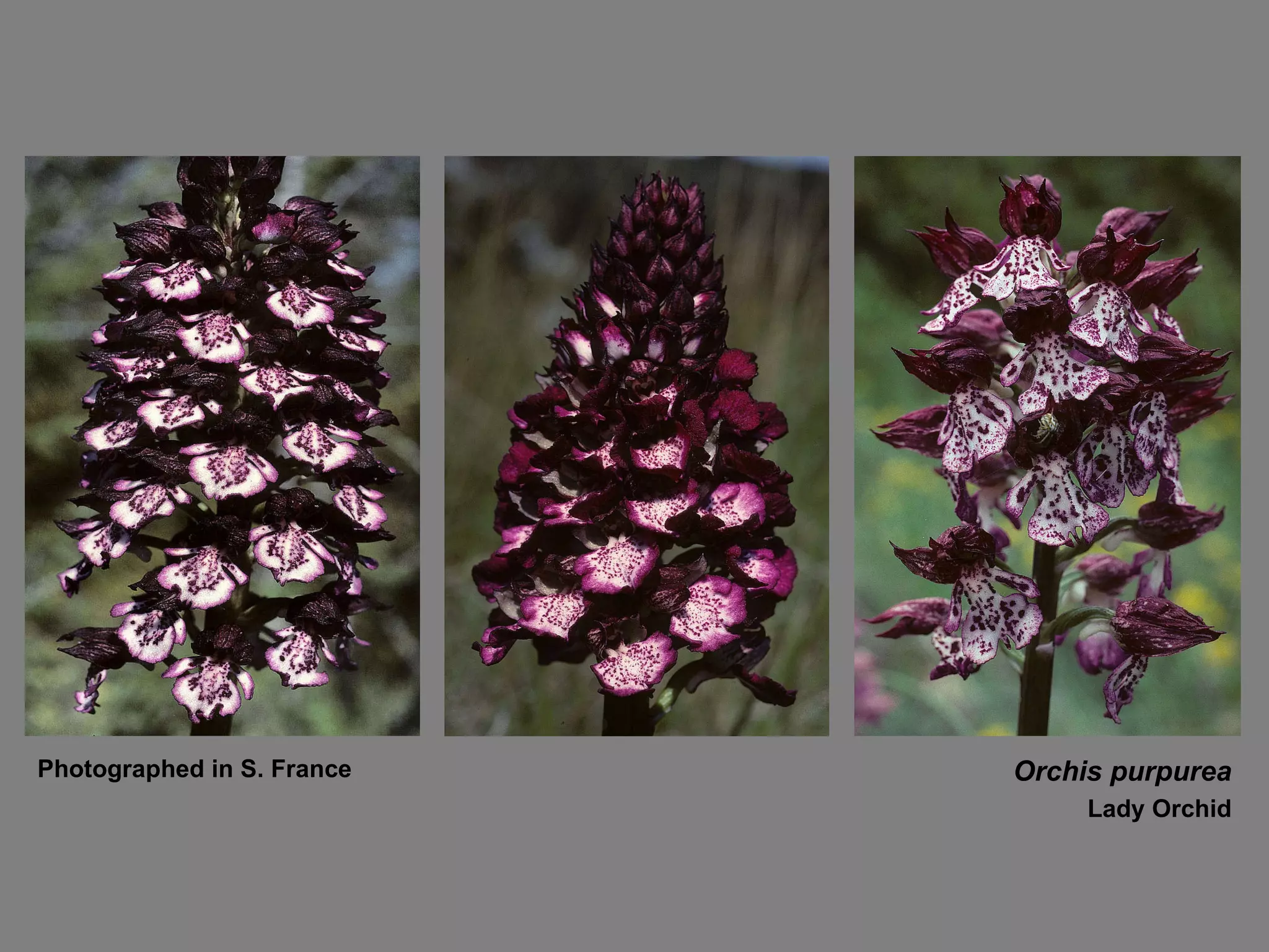 Orchis purpurea Lady Orchid Photographed in S. France 