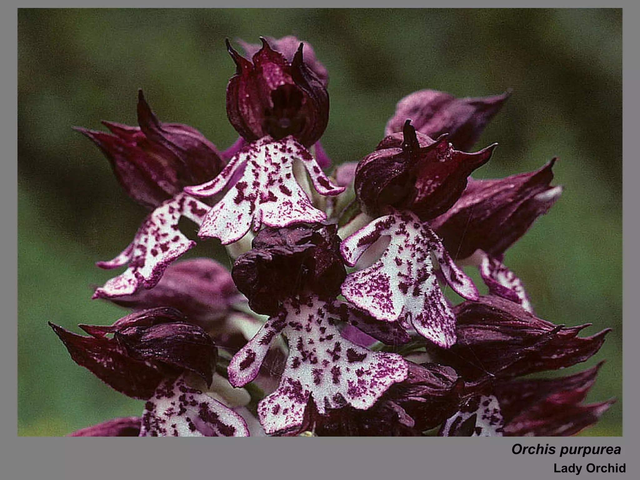 Orchis purpurea Lady Orchid 