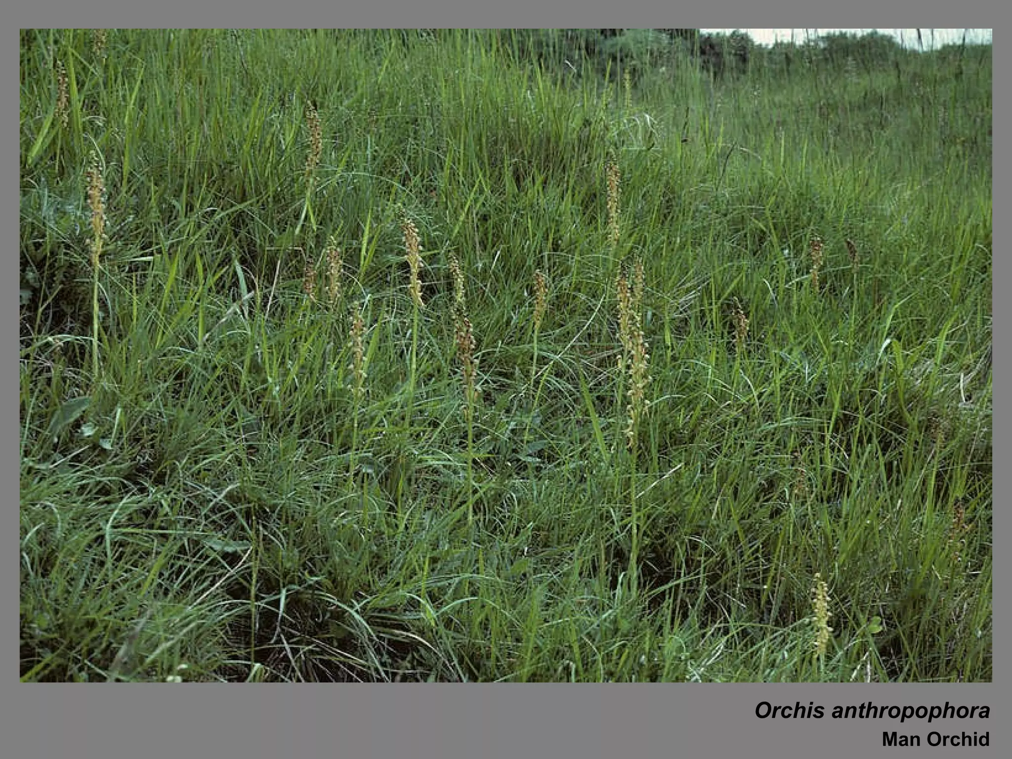 Orchis anthropophora Man Orchid 
