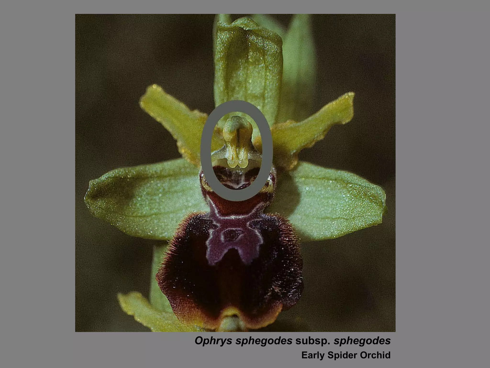 Ophrys sphegodes  subsp.  sphegodes Early Spider Orchid 