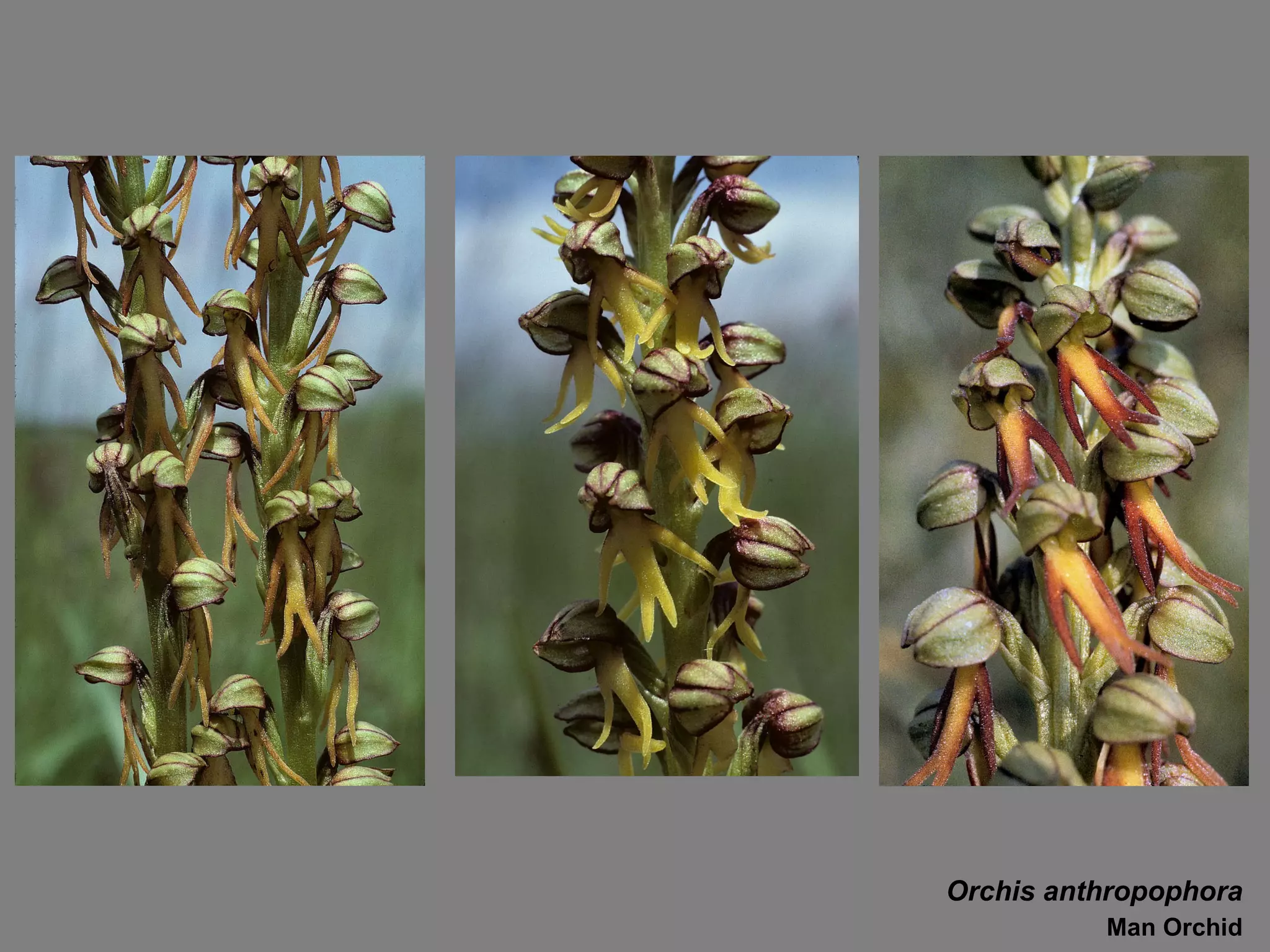 Orchis anthropophora Man Orchid 