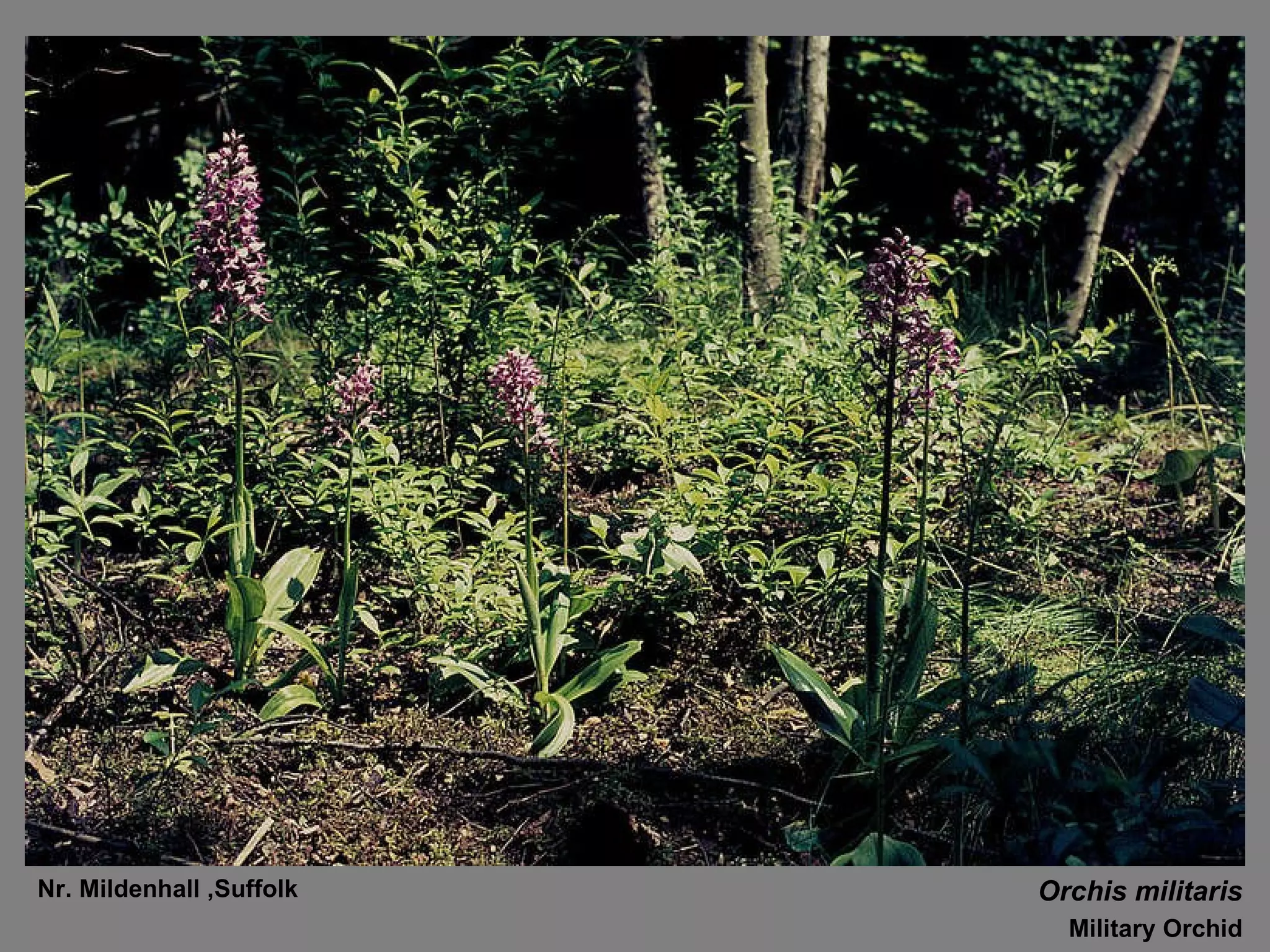 Orchis militaris Military Orchid Nr. Mildenhall ,Suffolk 