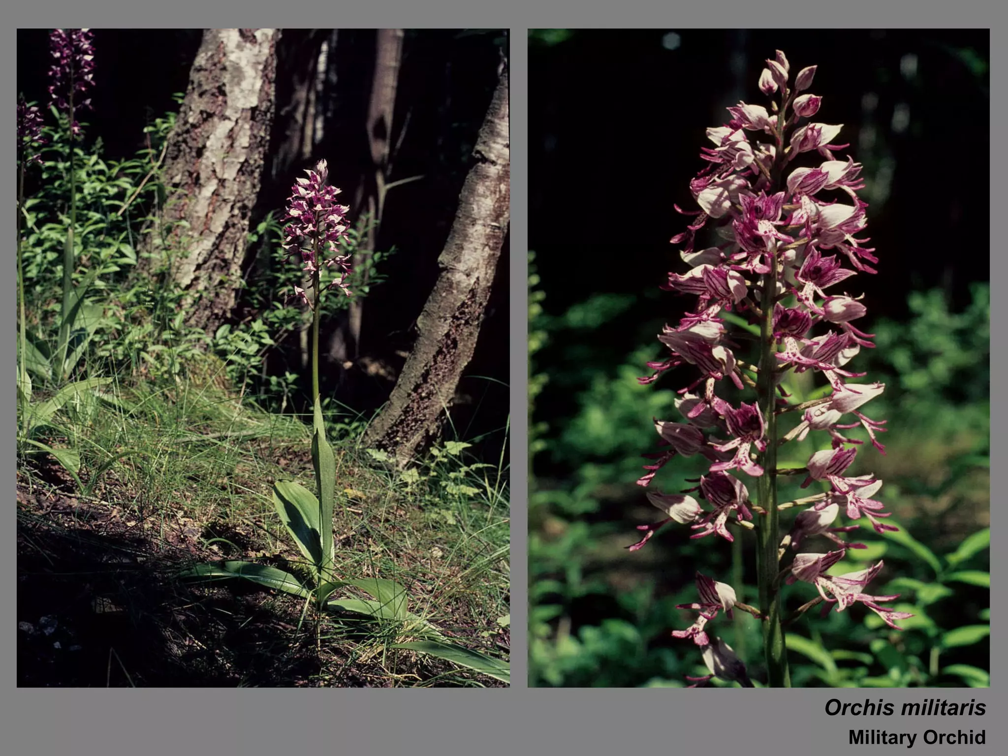 Orchis militaris Military Orchid 