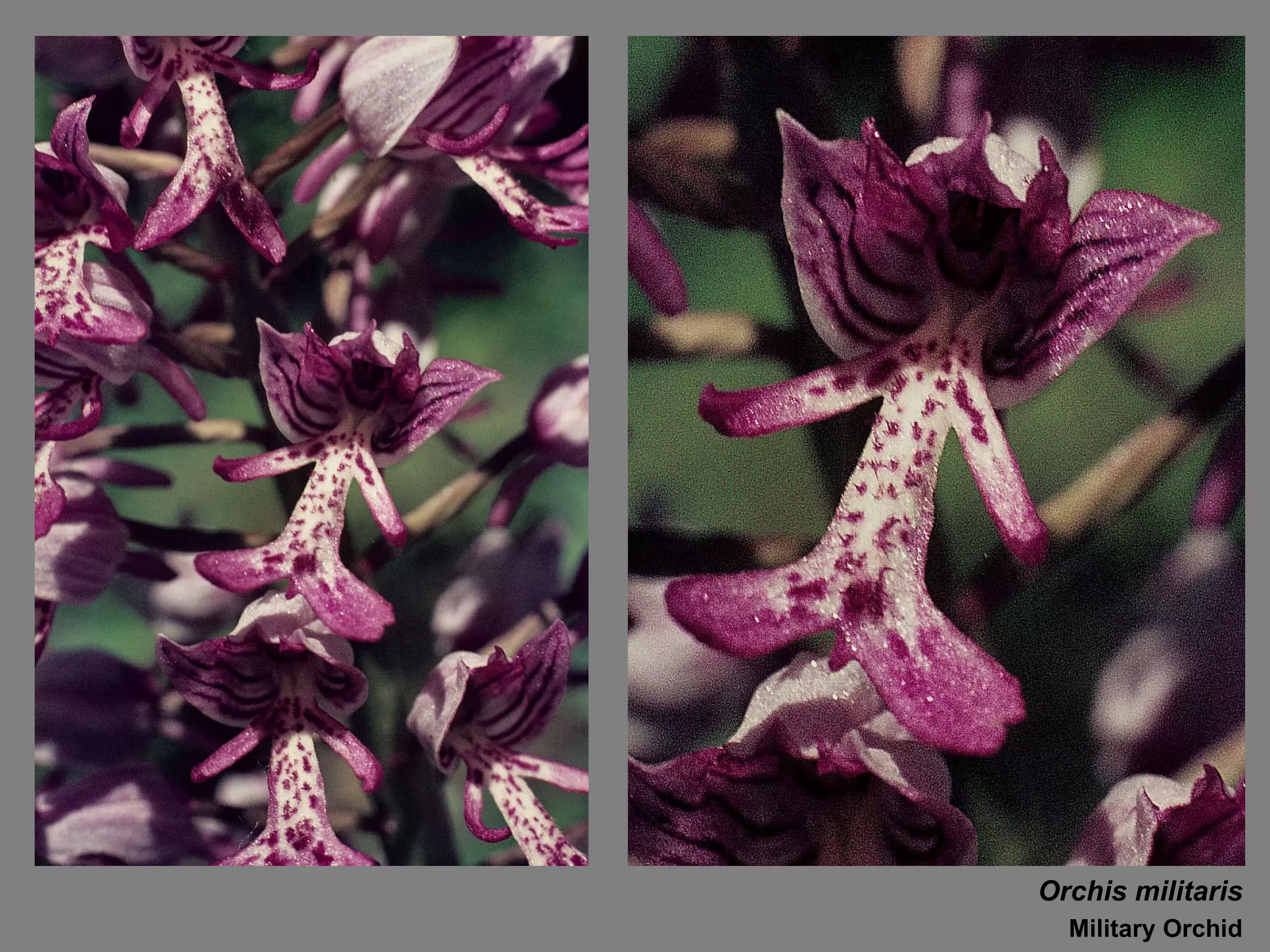 Orchis militaris Military Orchid 