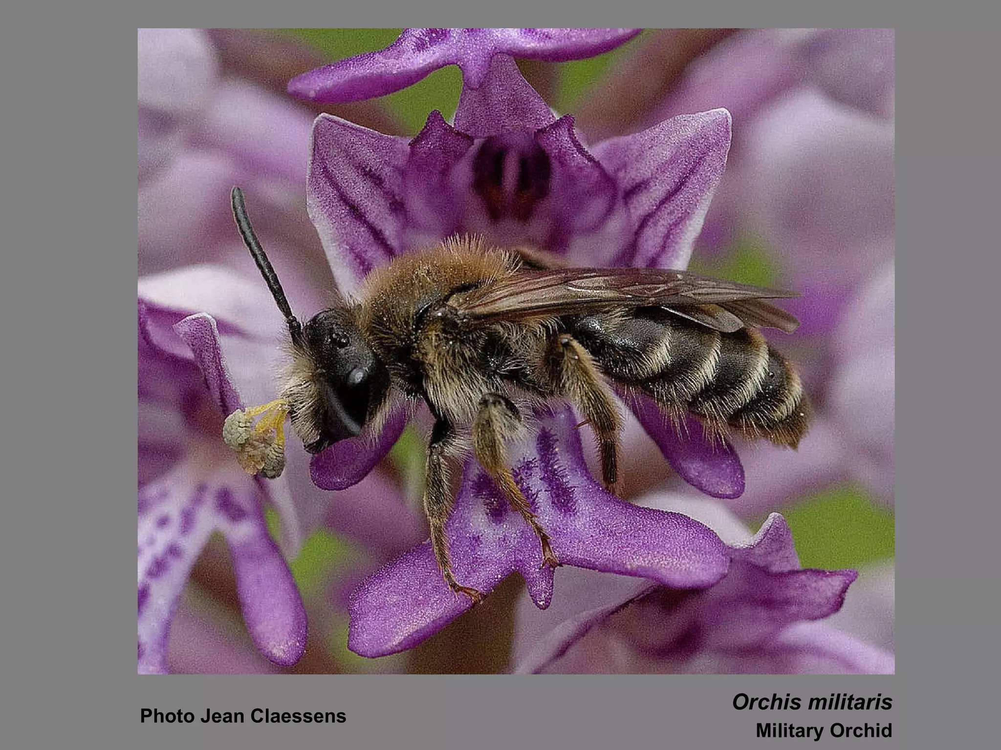 Orchis militaris Military Orchid Photo Jean Claessens 