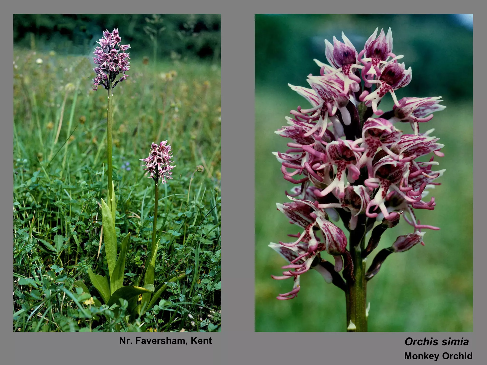 Orchis simia Monkey Orchid Nr. Faversham, Kent 