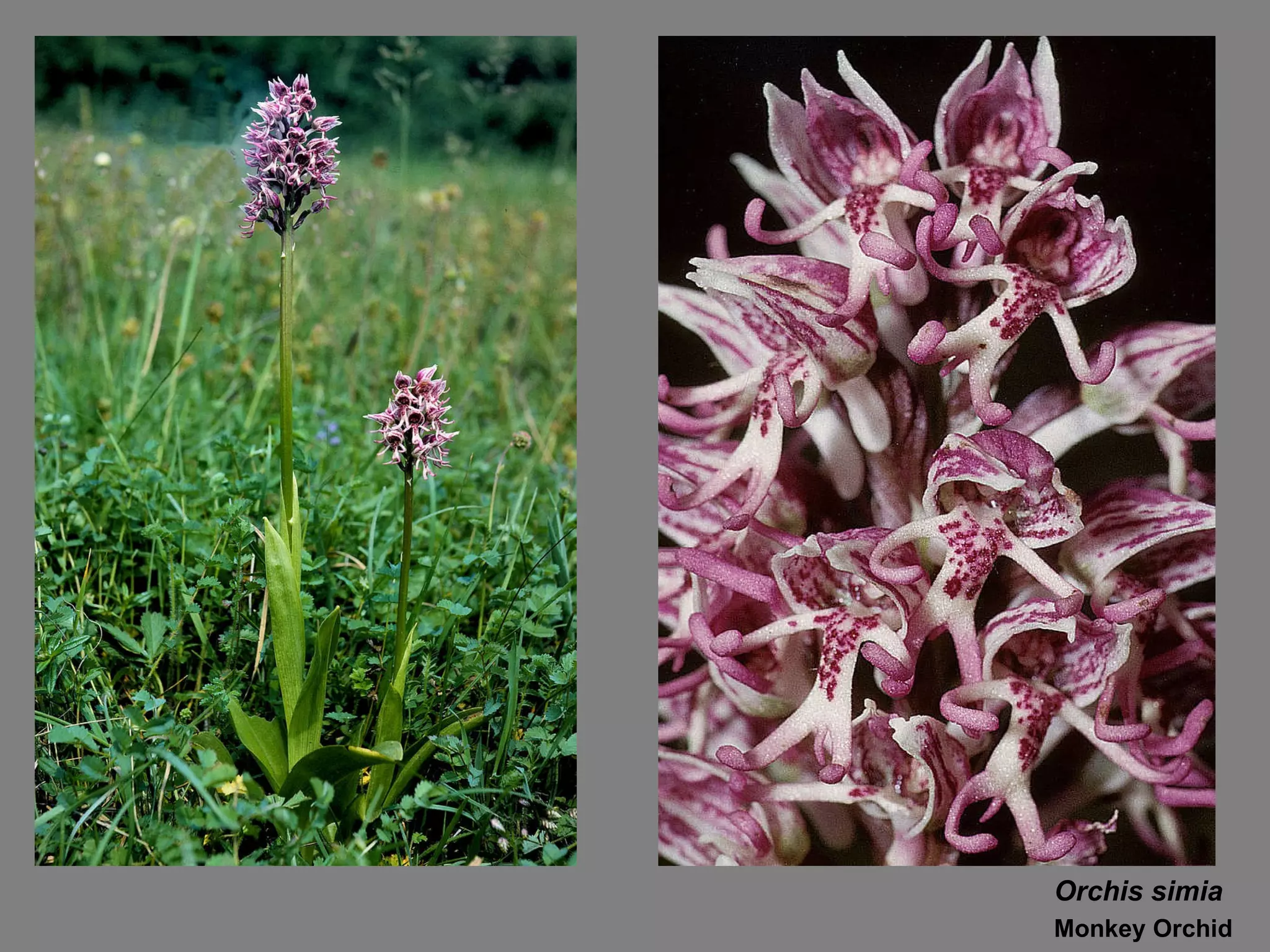 Orchis simia Monkey Orchid 