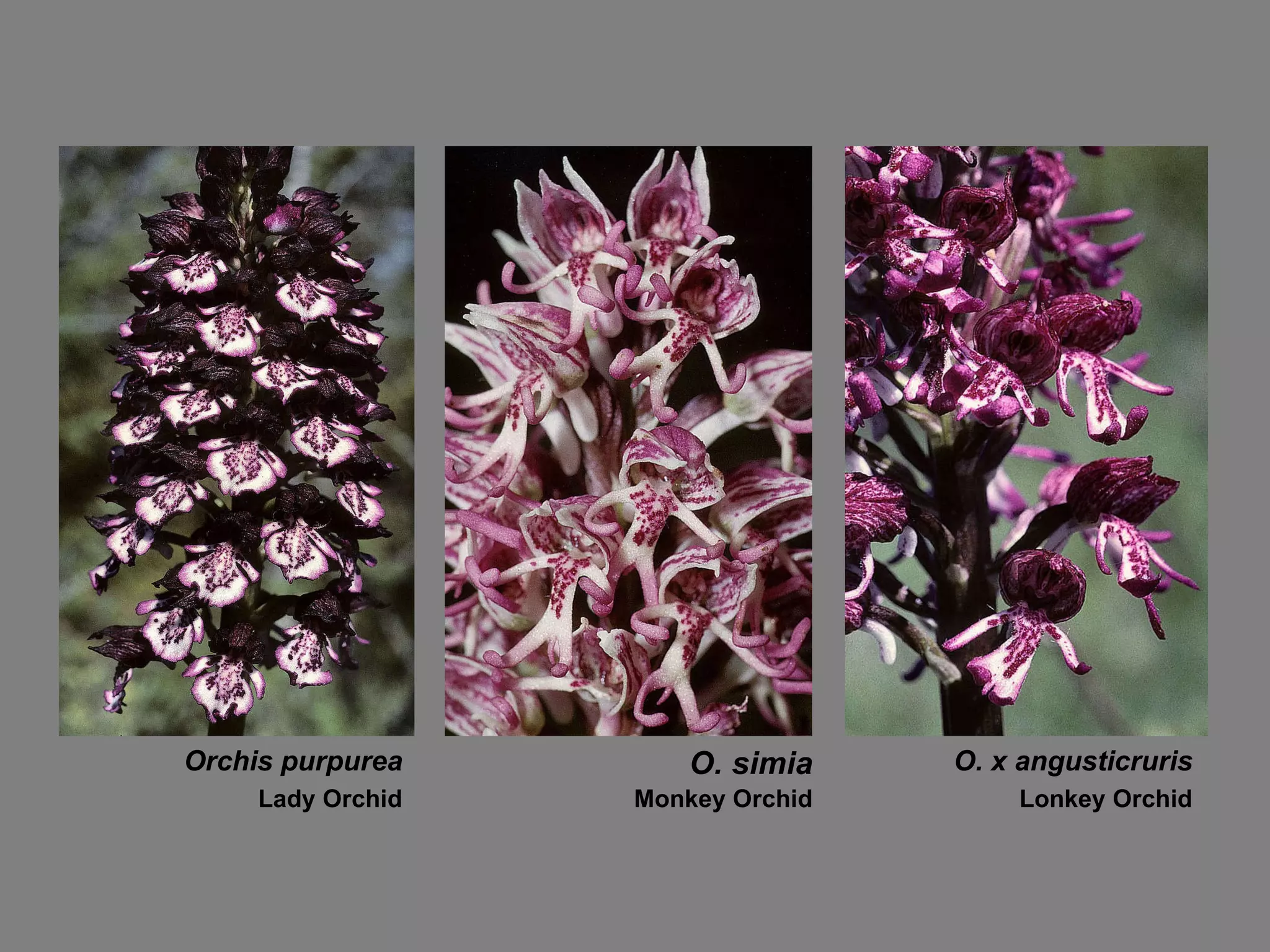 Orchis purpurea O. simia O. x angusticruris Lady Orchid Monkey Orchid Lonkey Orchid 