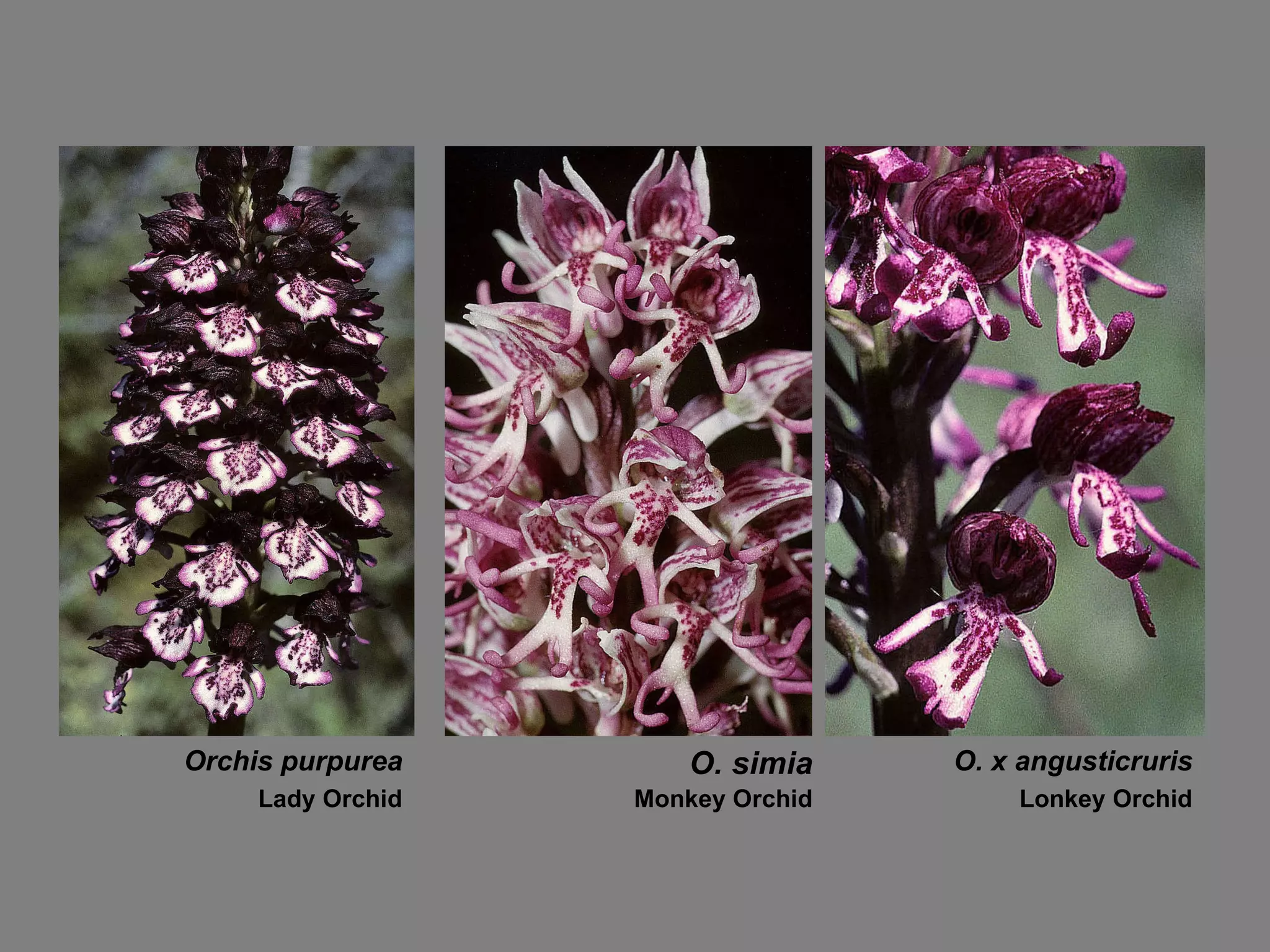 Orchis purpurea O. simia O. x angusticruris Lady Orchid Monkey Orchid Lonkey Orchid 