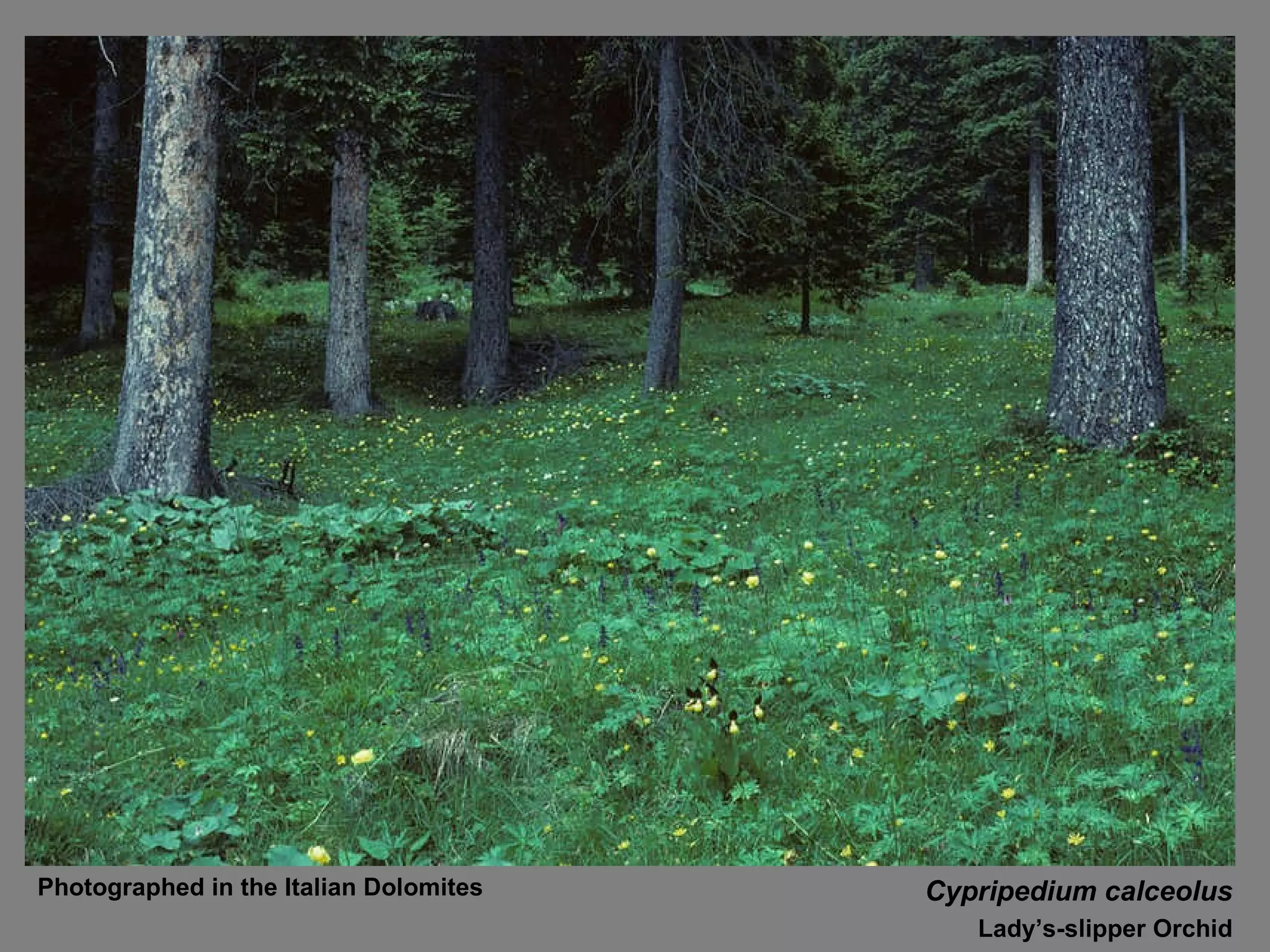 Cypripedium calceolus Lady’s-slipper Orchid Photographed in the Italian Dolomites 