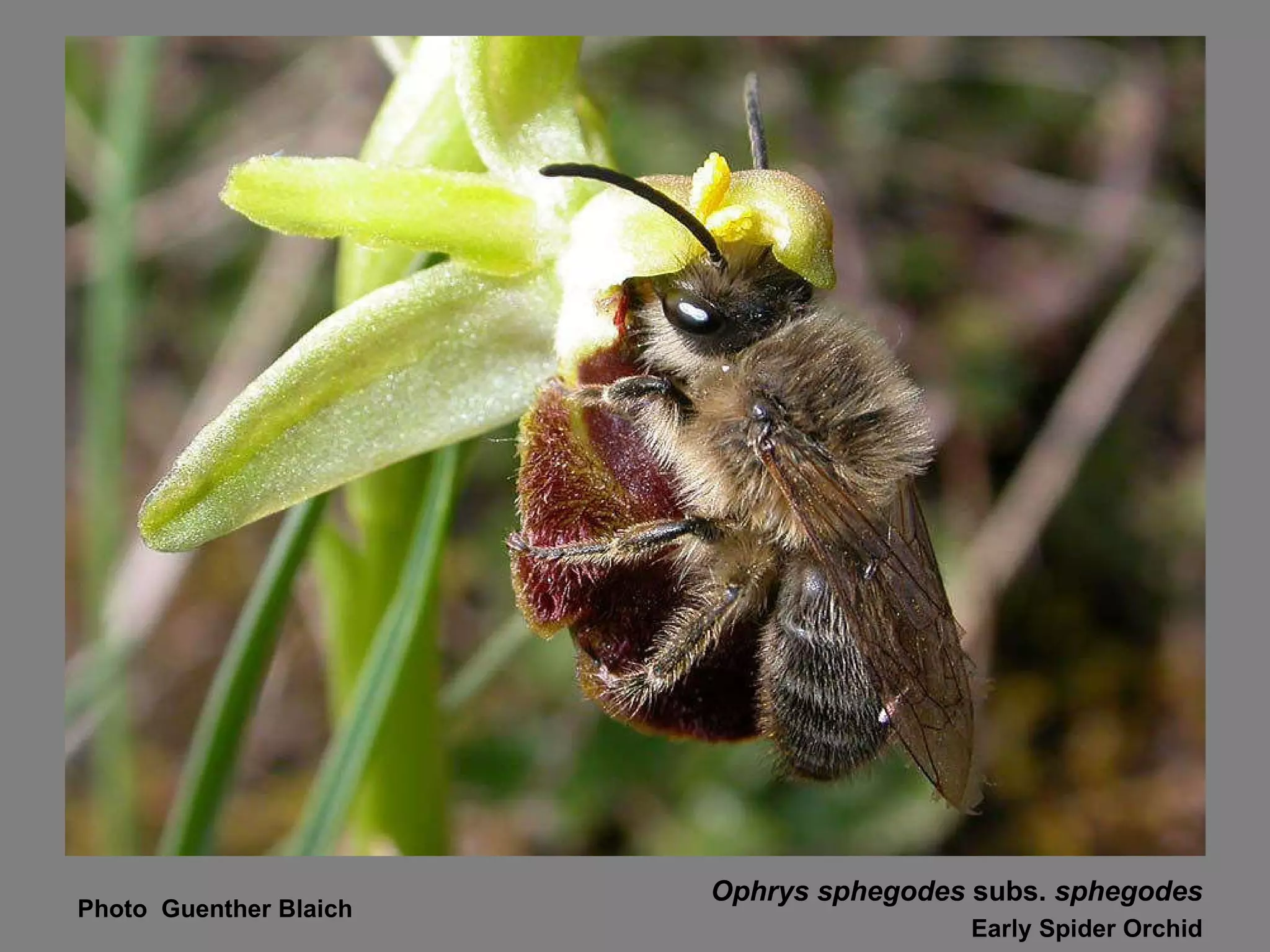 Ophrys sphegodes  subs.  sphegodes Early Spider Orchid Photo  Guenther Blaich 