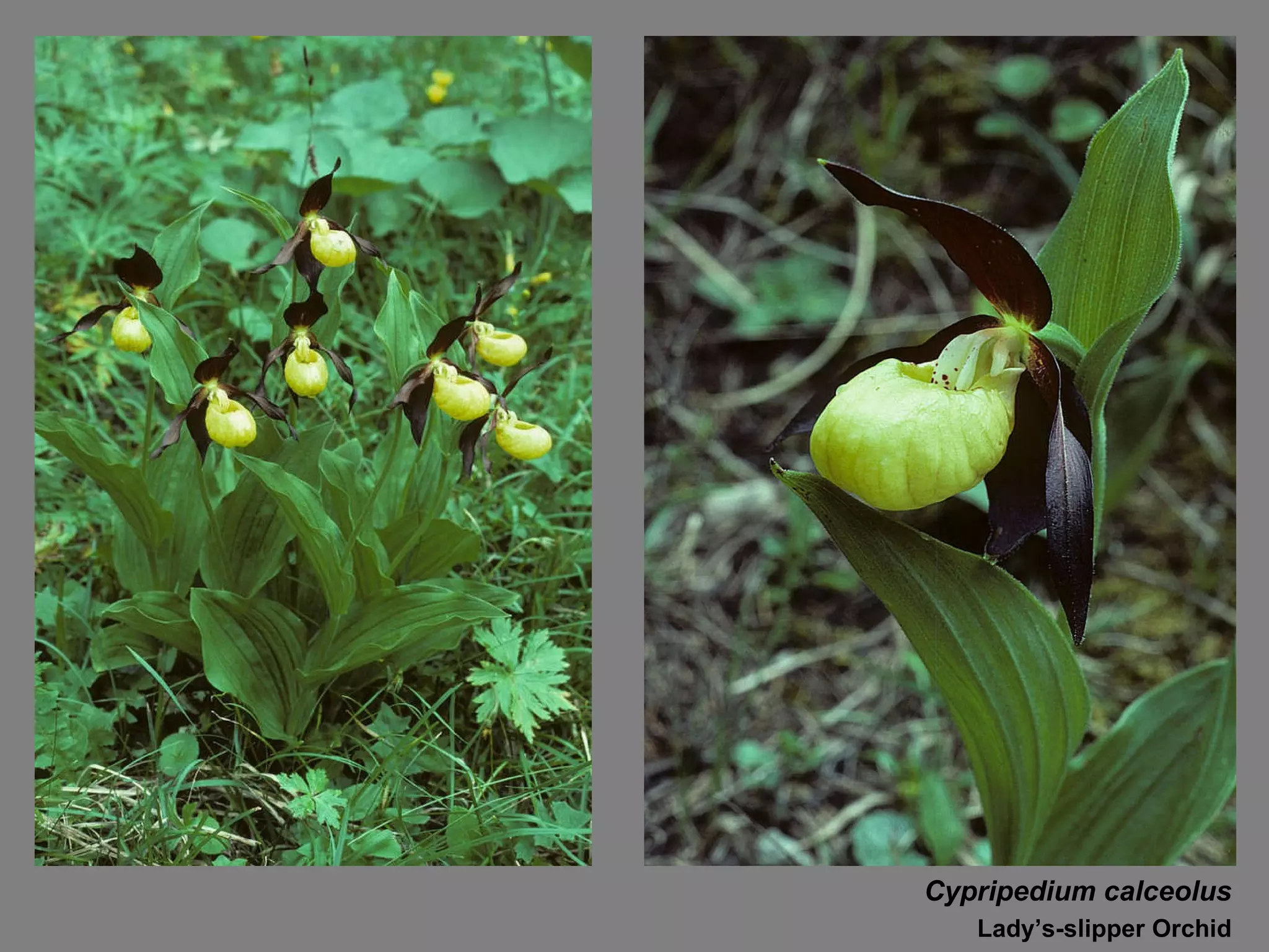 Cypripedium calceolus Lady’s-slipper Orchid 