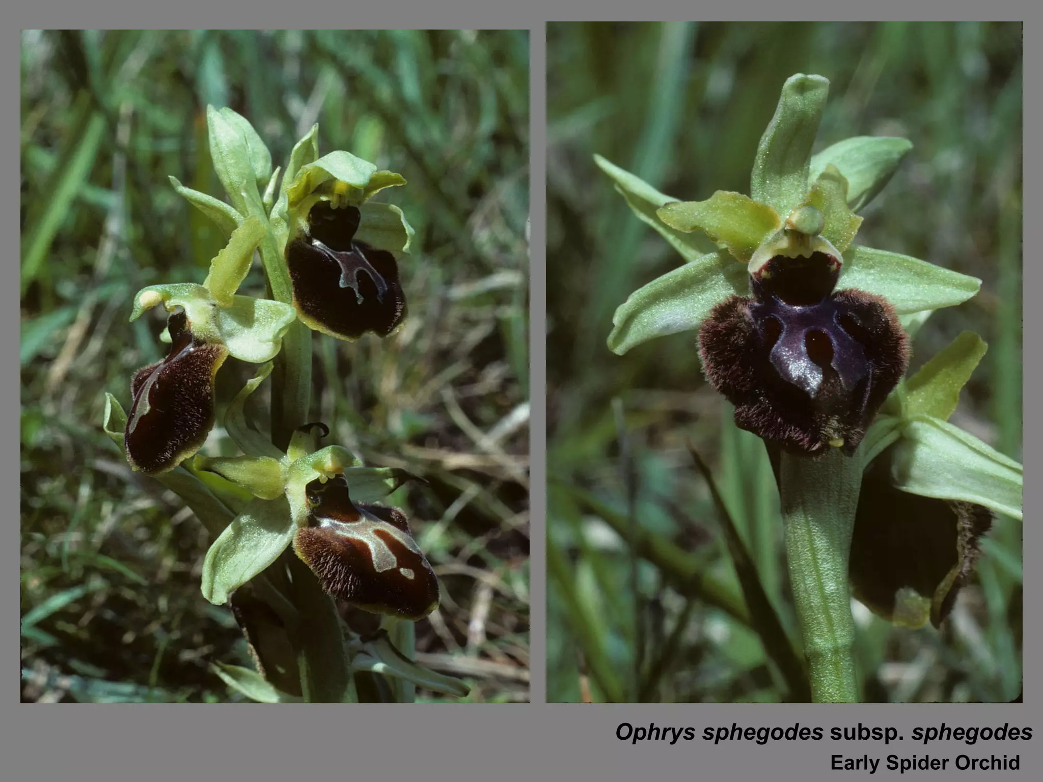 Ophrys sphegodes  subsp.  sphegodes Early Spider Orchid 