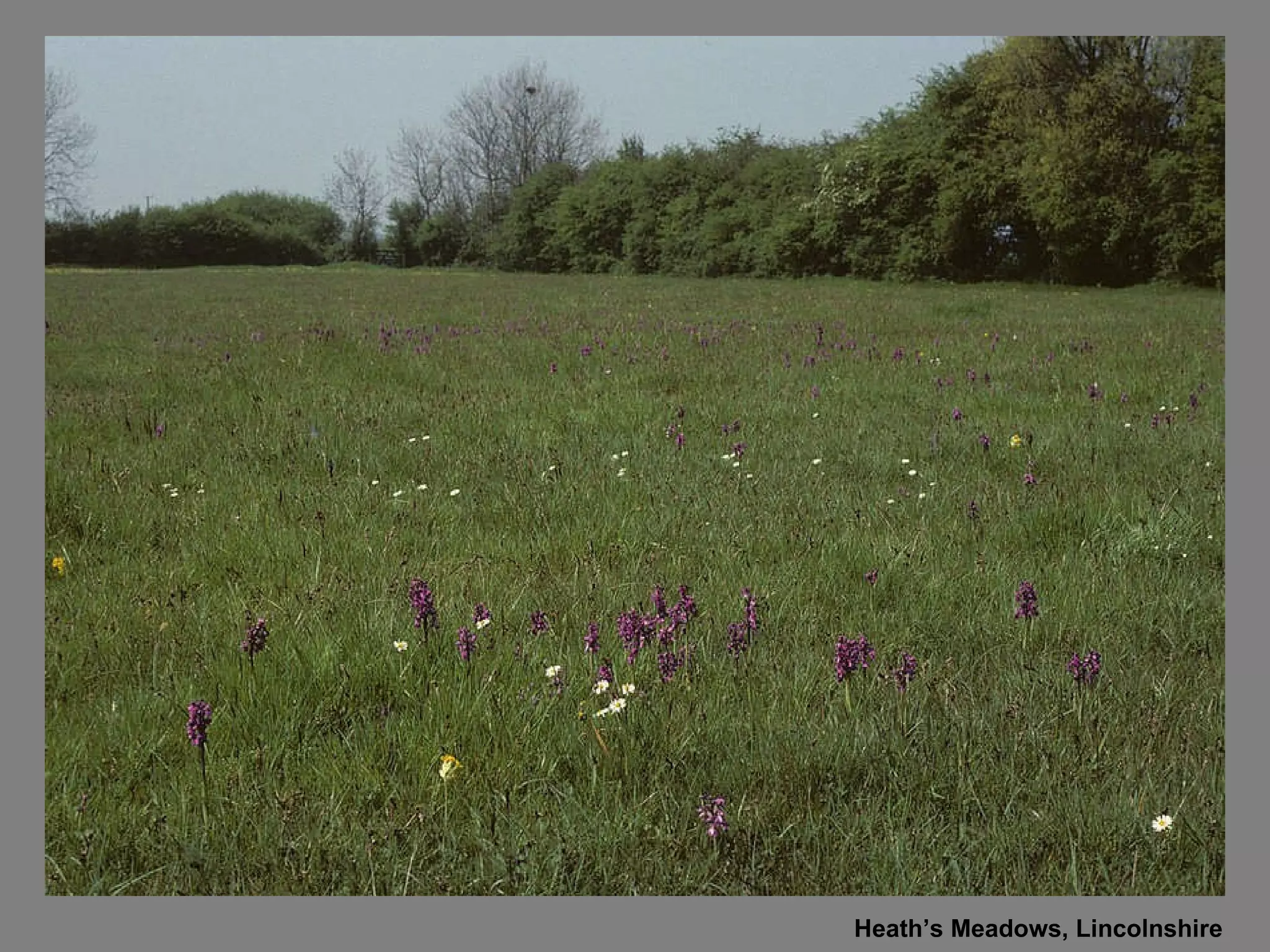 Heath’s Meadows, Lincolnshire 