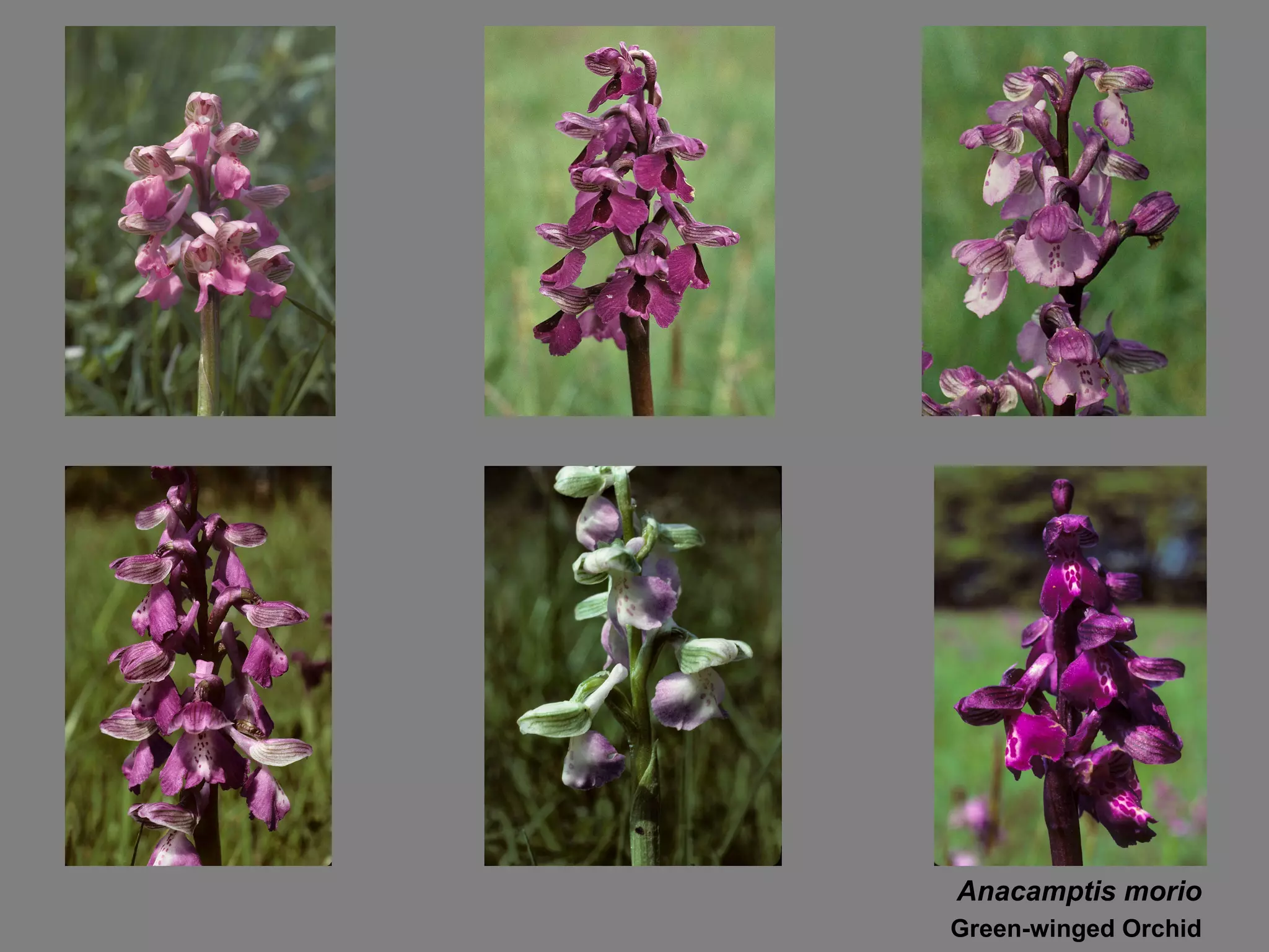 Anacamptis morio Green-winged Orchid 