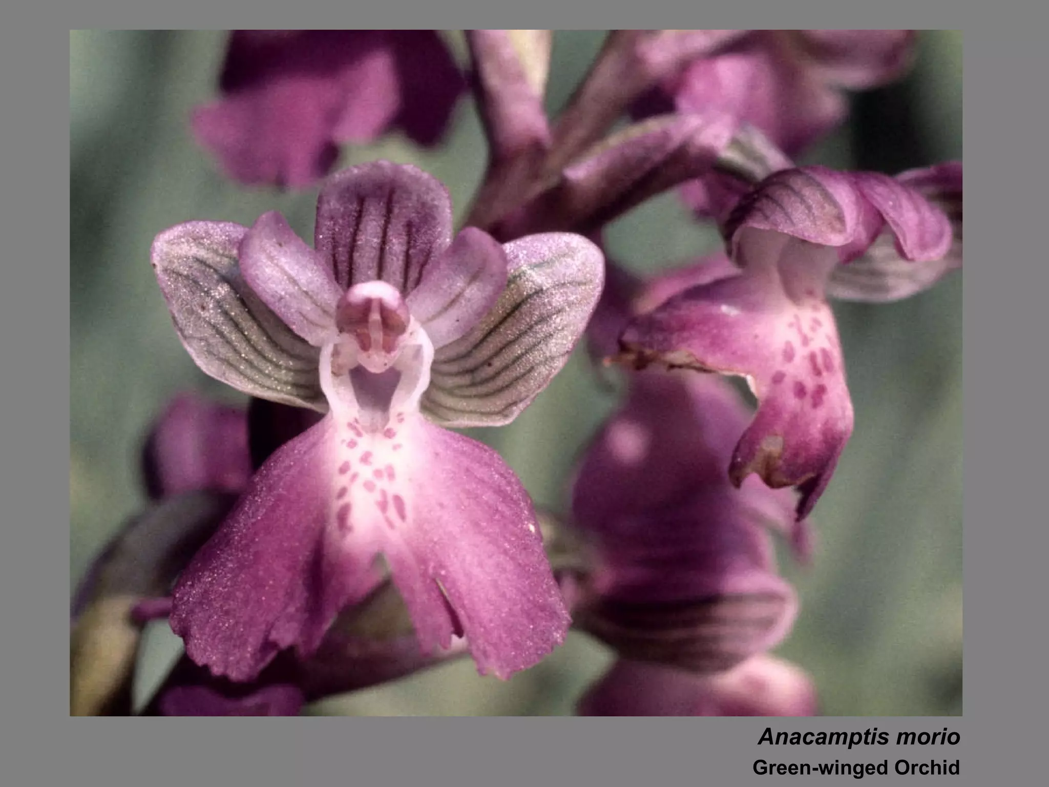 Anacamptis morio Green-winged Orchid 