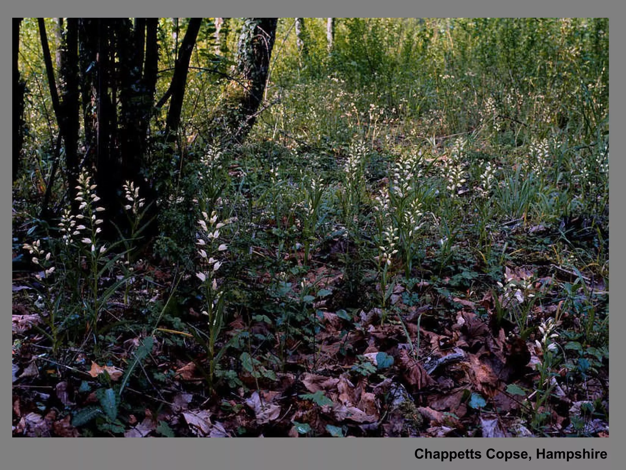 Chappetts Copse, Hampshire 