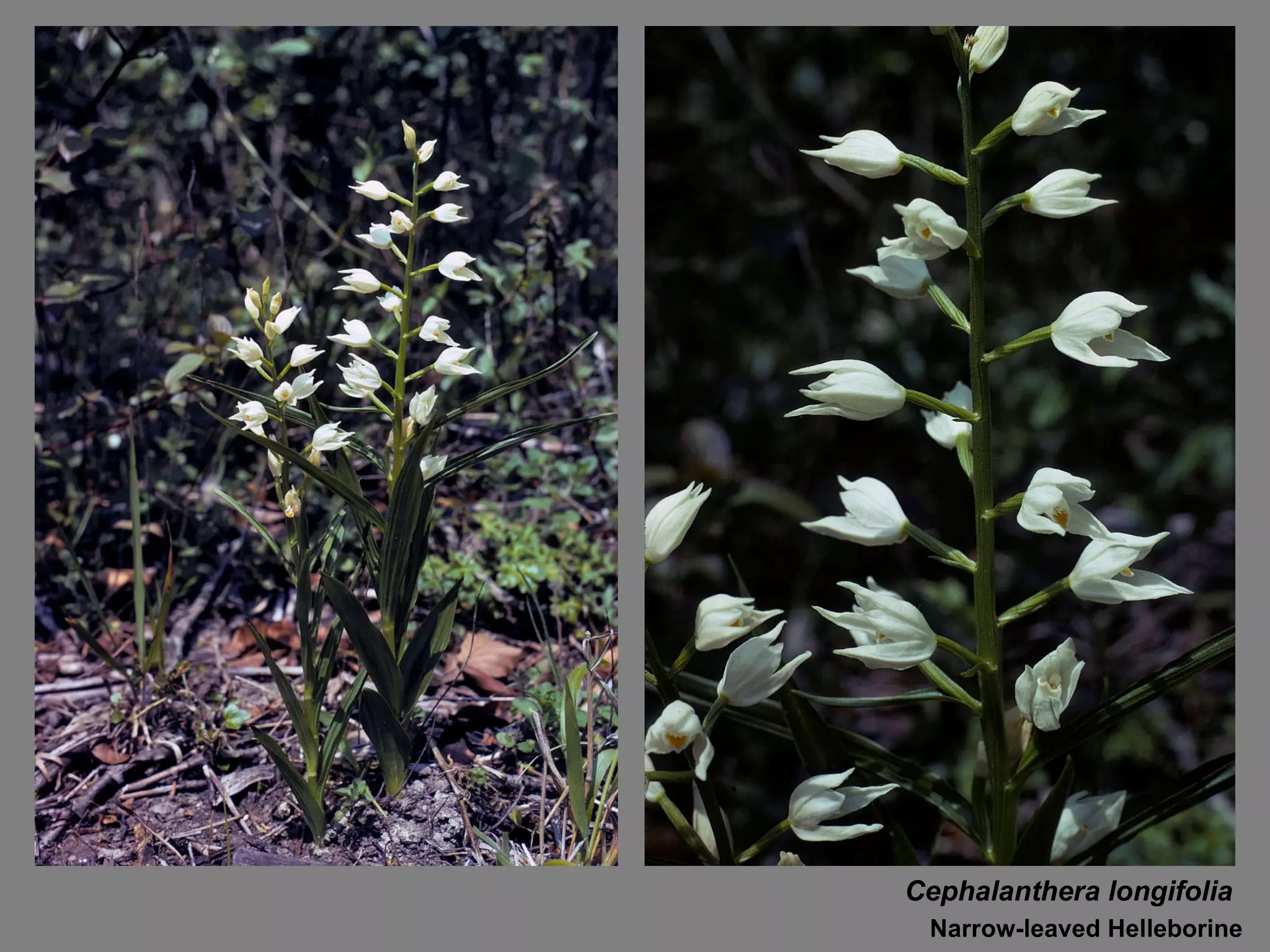 Cephalanthera longifolia Narrow-leaved Helleborine 