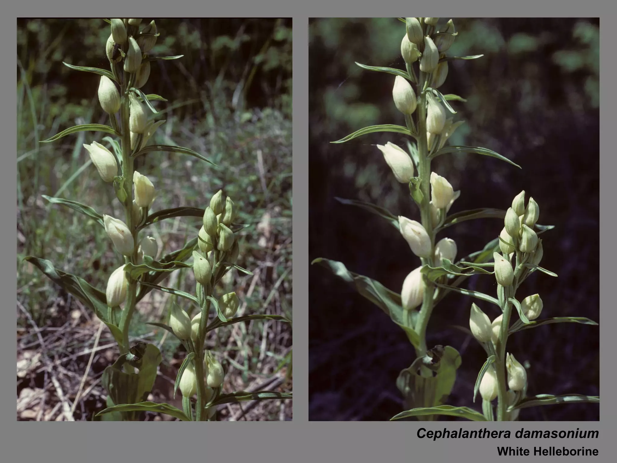 Cephalanthera damasonium White Helleborine 