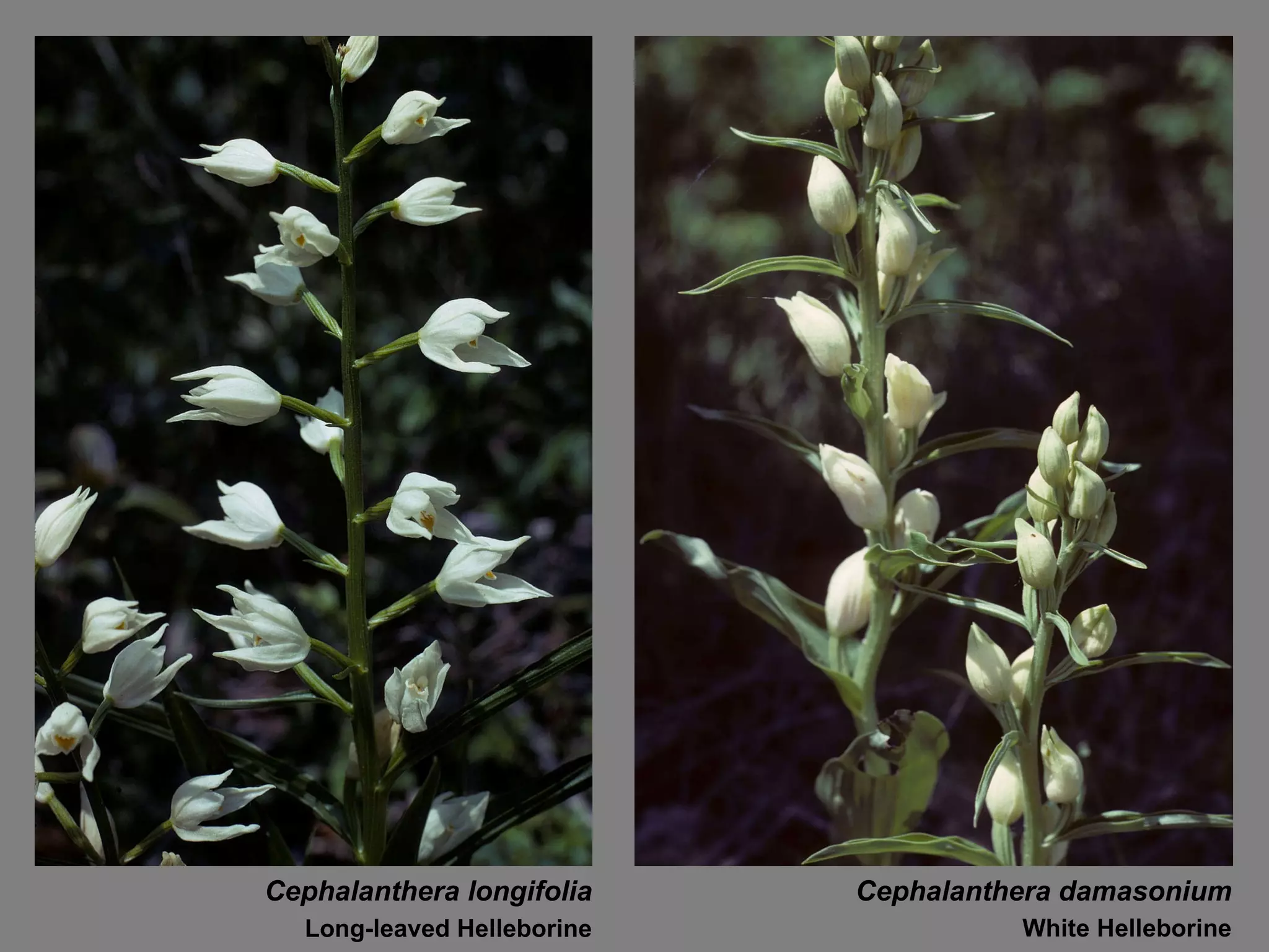 Cephalanthera damasonium White Helleborine Cephalanthera longifolia Long-leaved Helleborine 